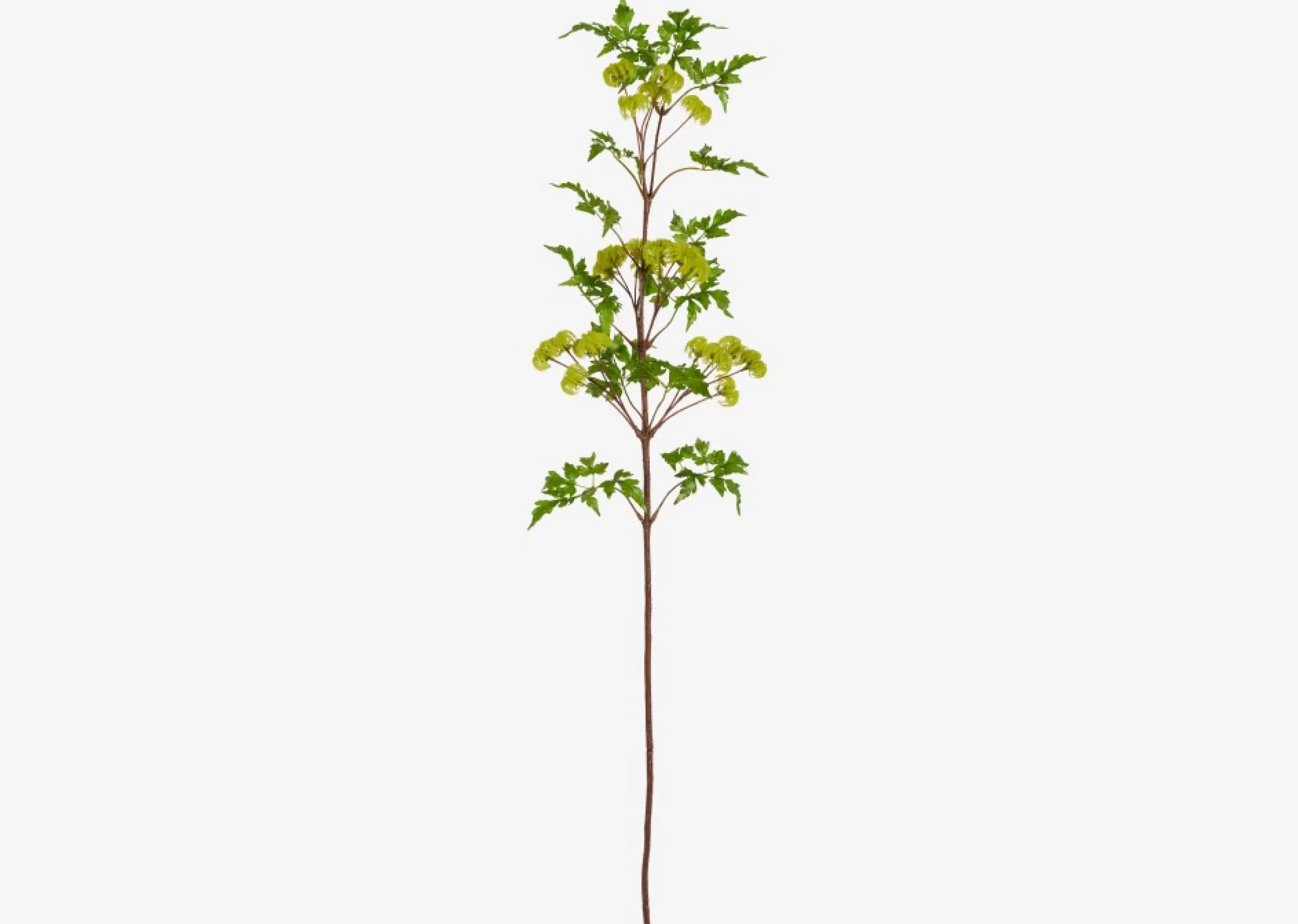 unavailable Blooms & Branches*Arielle Seeded Clematis Branch