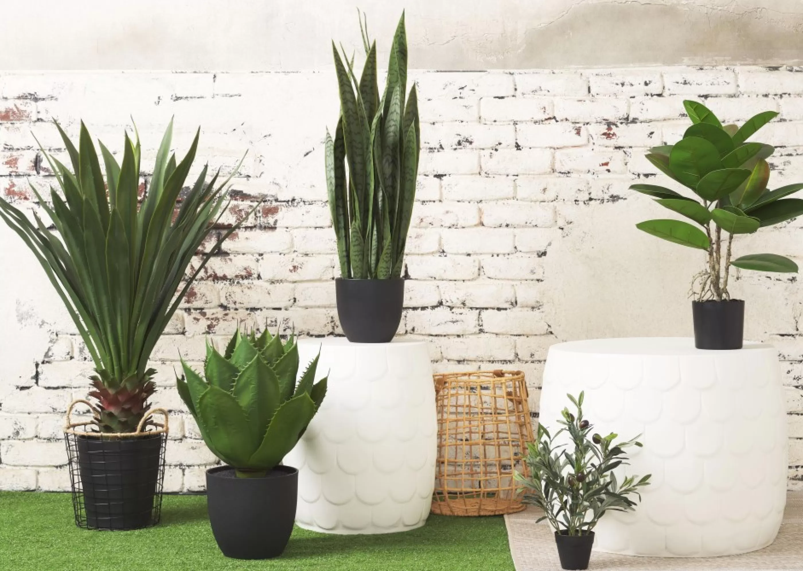 unavailable Blooms & Branches*Brae Yucca Plant Potted Large