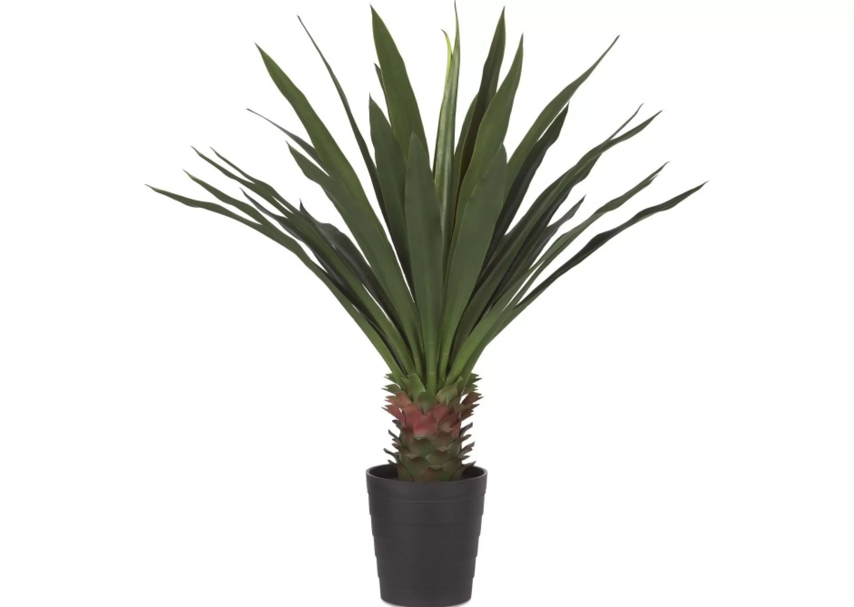 unavailable Blooms & Branches*Brae Yucca Plant Potted Large