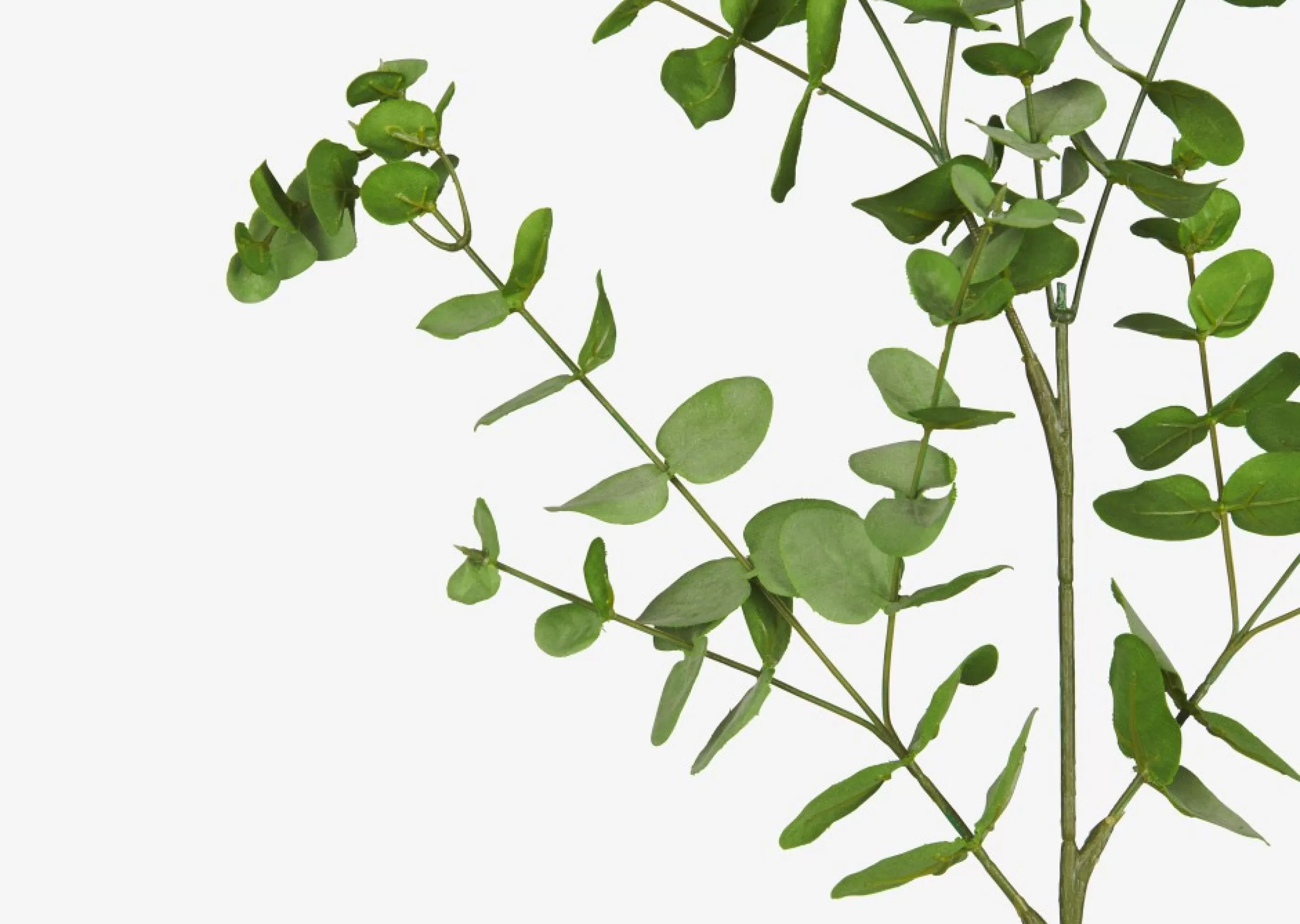 unavailable Blooms & Branches*Cale Mini Eucalyptus Spray