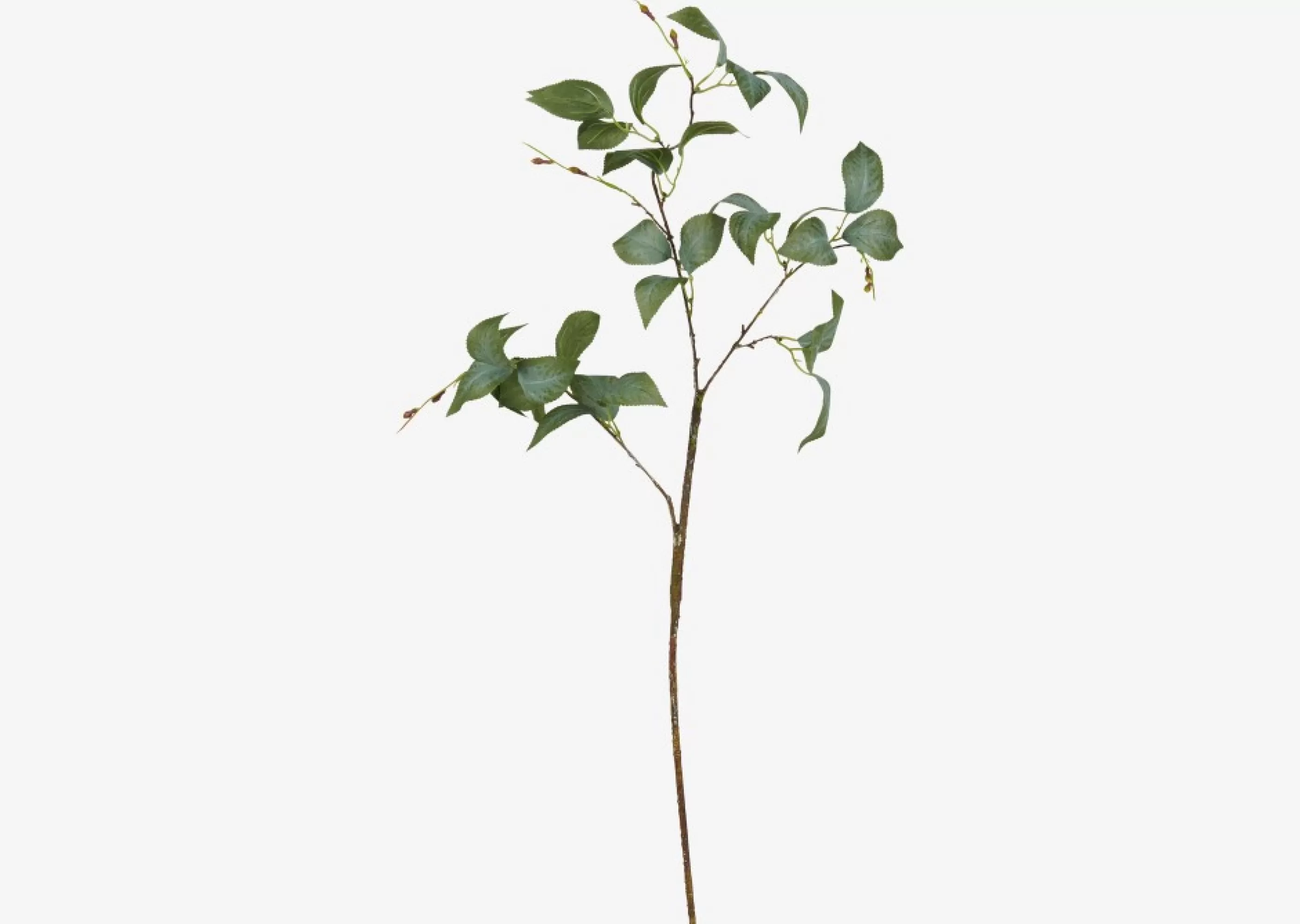 unavailable Blooms & Branches*Camellia Leaf Branch