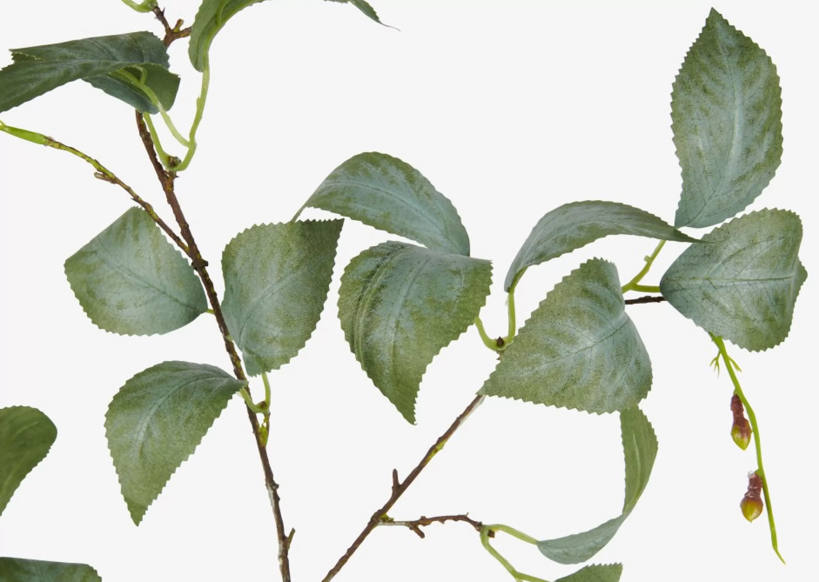unavailable Blooms & Branches*Camellia Leaf Branch