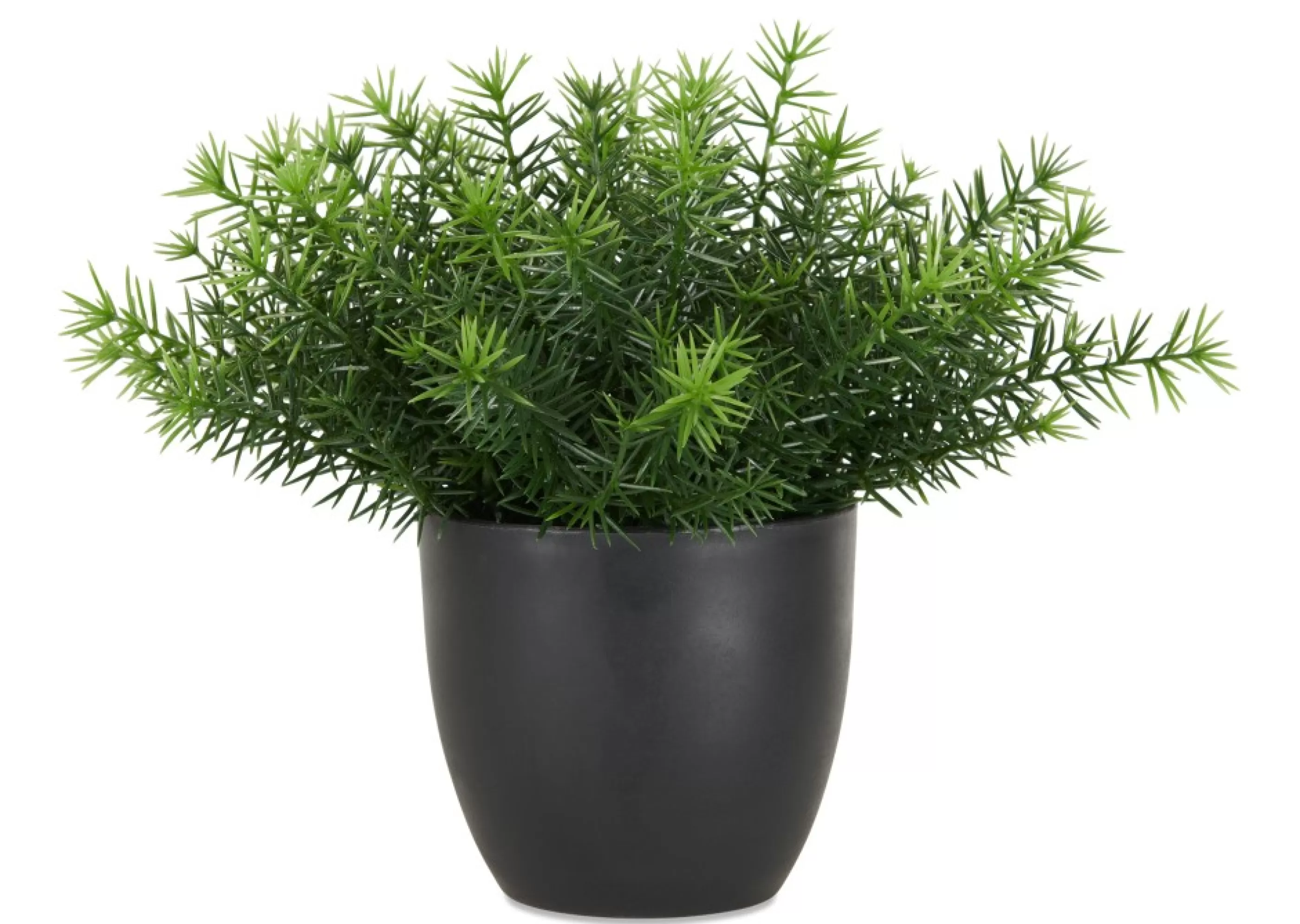 unavailable Blooms & Branches*Cay Asparagus Fern Potted