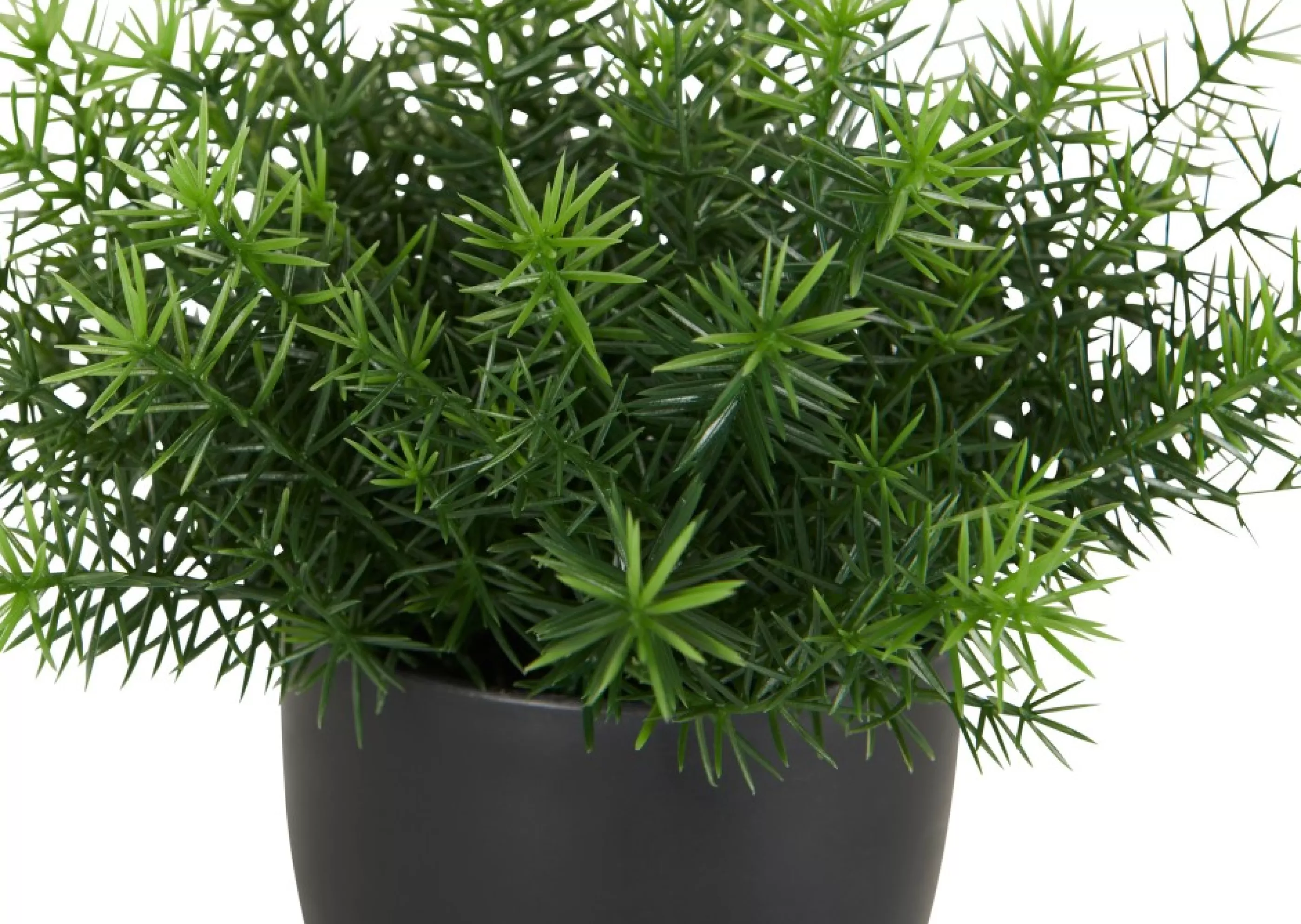 unavailable Blooms & Branches*Cay Asparagus Fern Potted