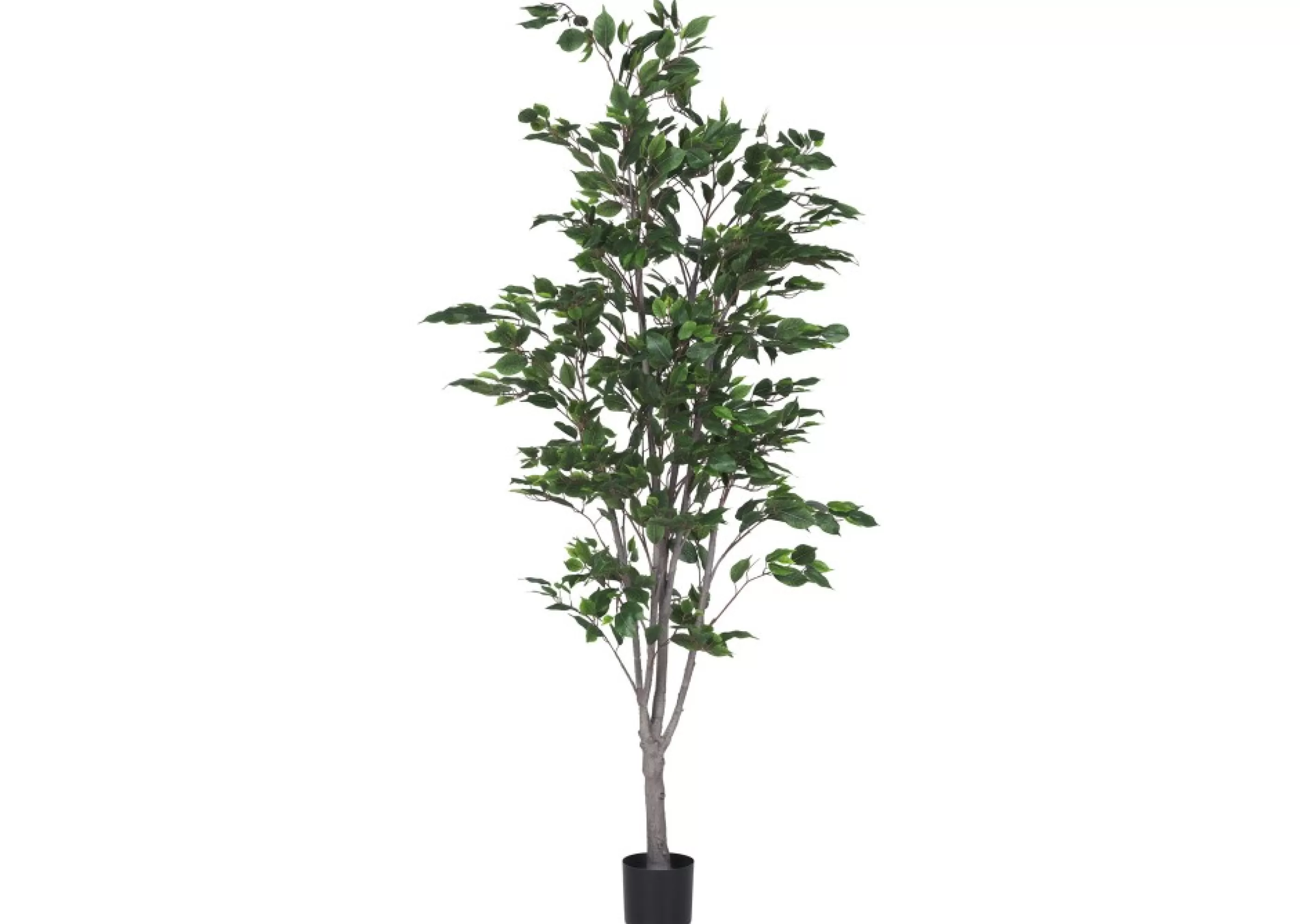 unavailable Blooms & Branches*Claude Ficus Tree Potted