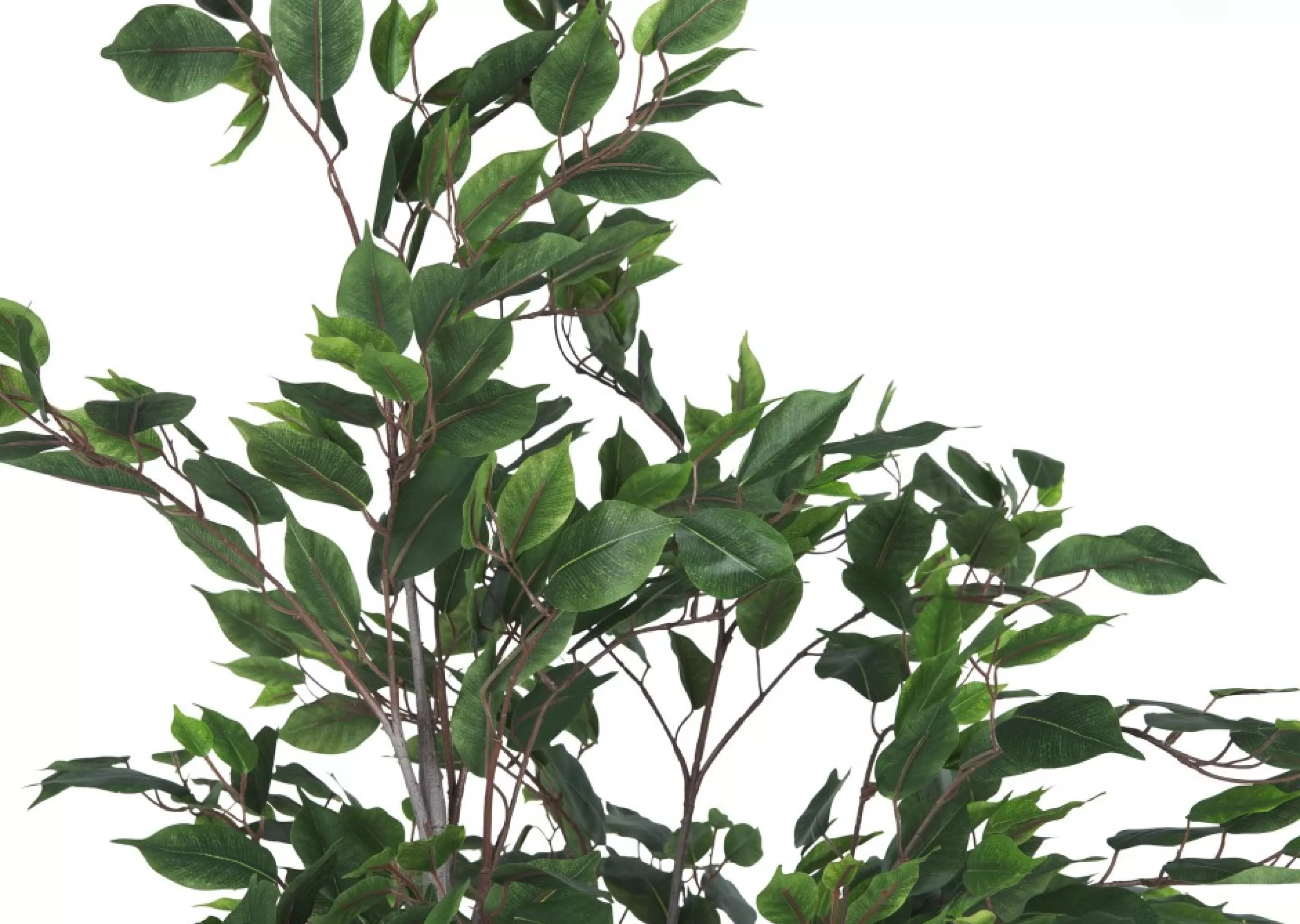 unavailable Blooms & Branches*Claude Ficus Tree Potted