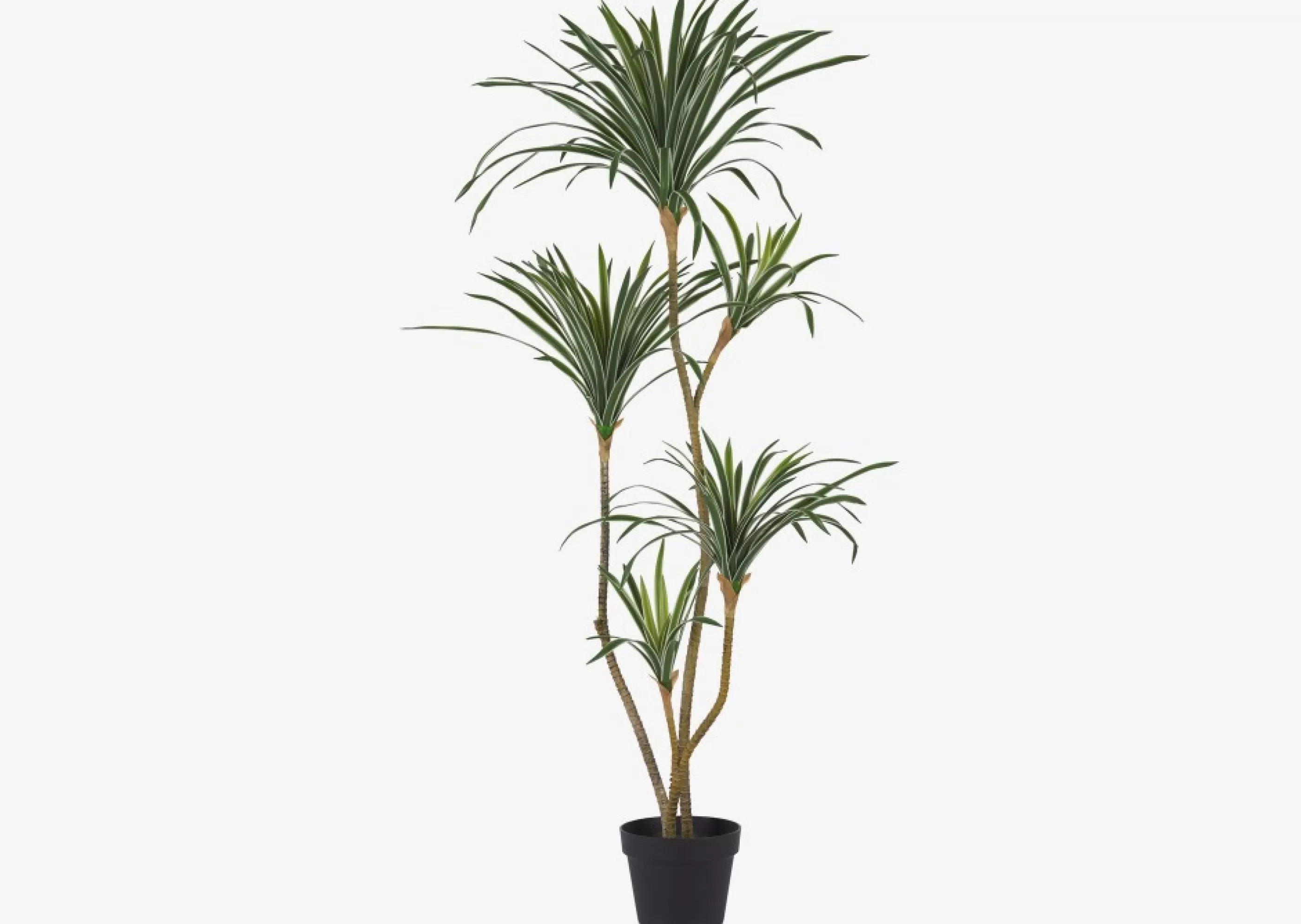 unavailable Blooms & Branches*Colm Dracaena Tree Potted