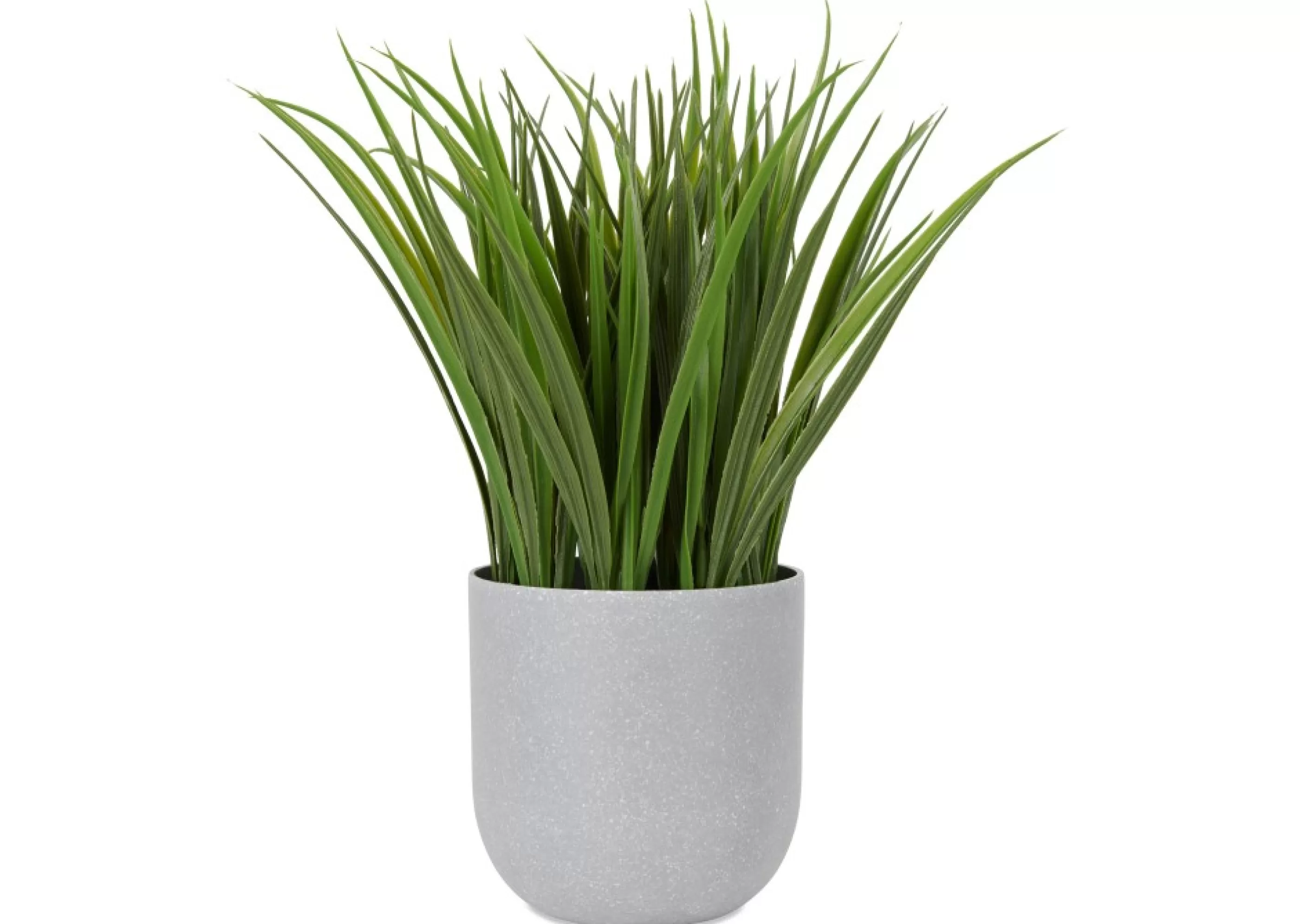 unavailable Blooms & Branches*Dani Grass Plant Potted