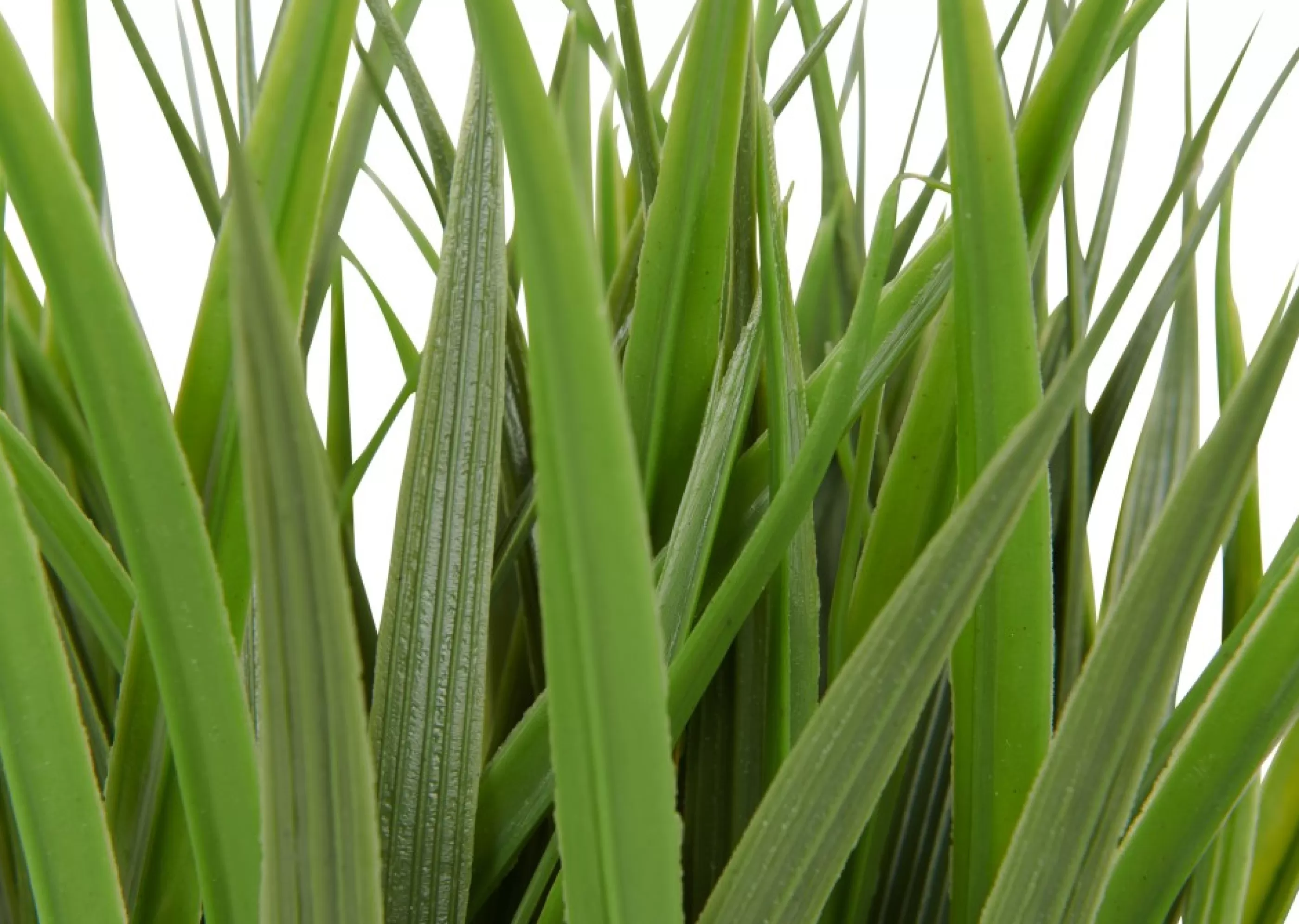 unavailable Blooms & Branches*Dani Grass Plant Potted