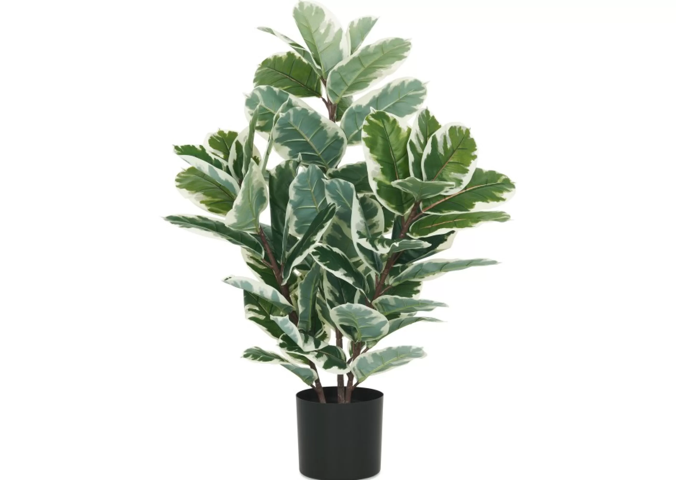 unavailable Blooms & Branches*Davy Oak Plant Potted