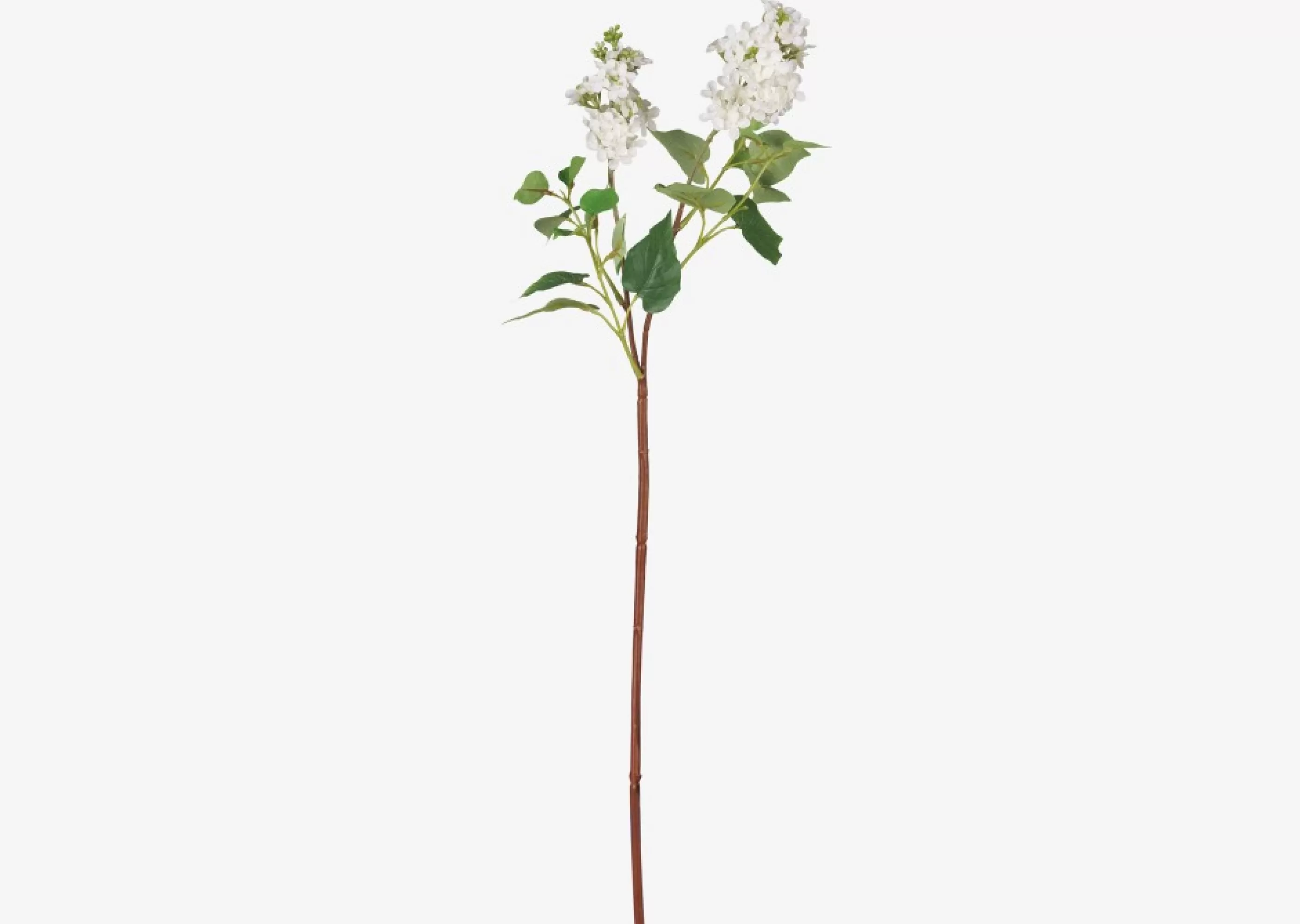 unavailable Blooms & Branches*Domenica Lilac Branch