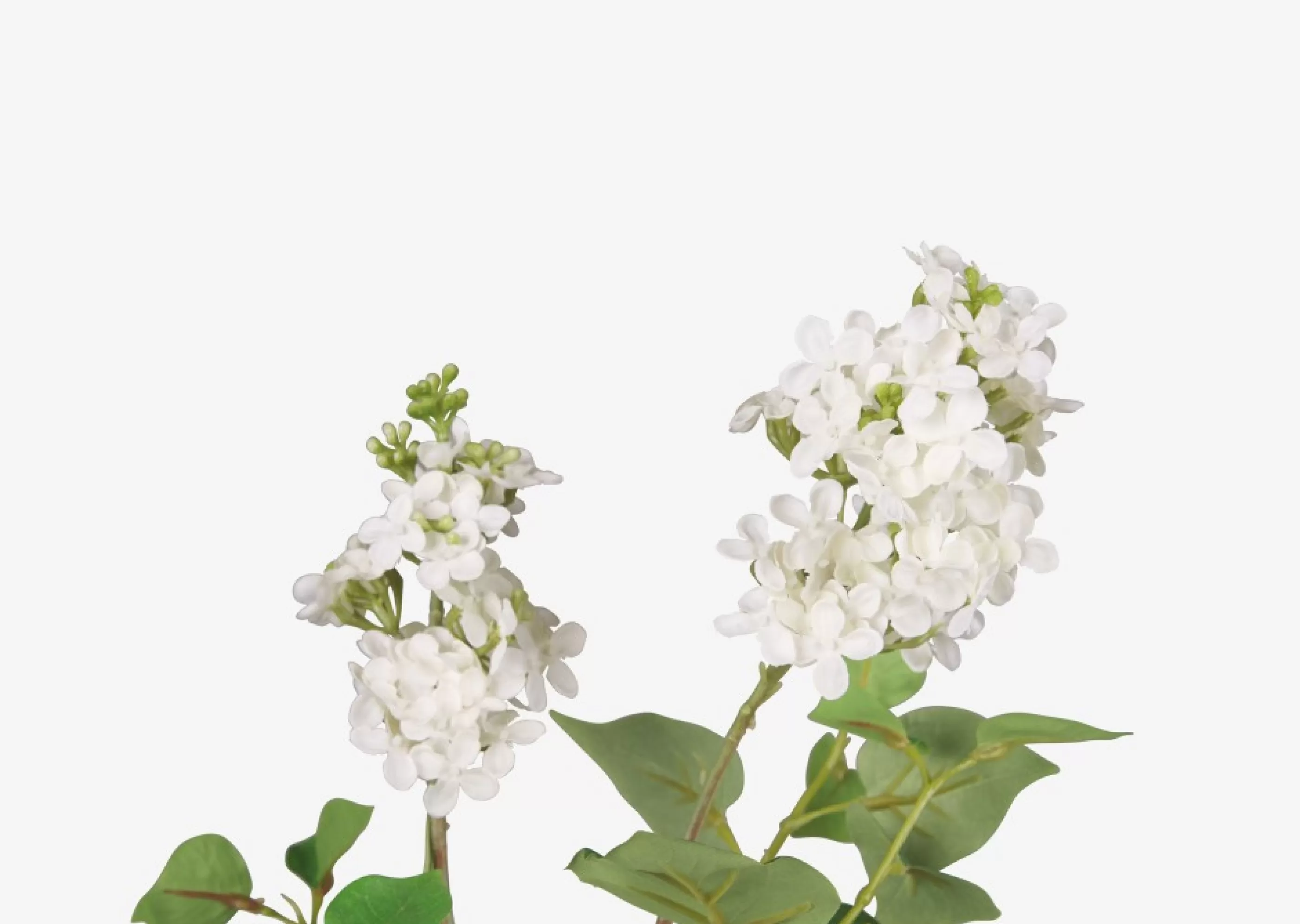 unavailable Blooms & Branches*Domenica Lilac Branch