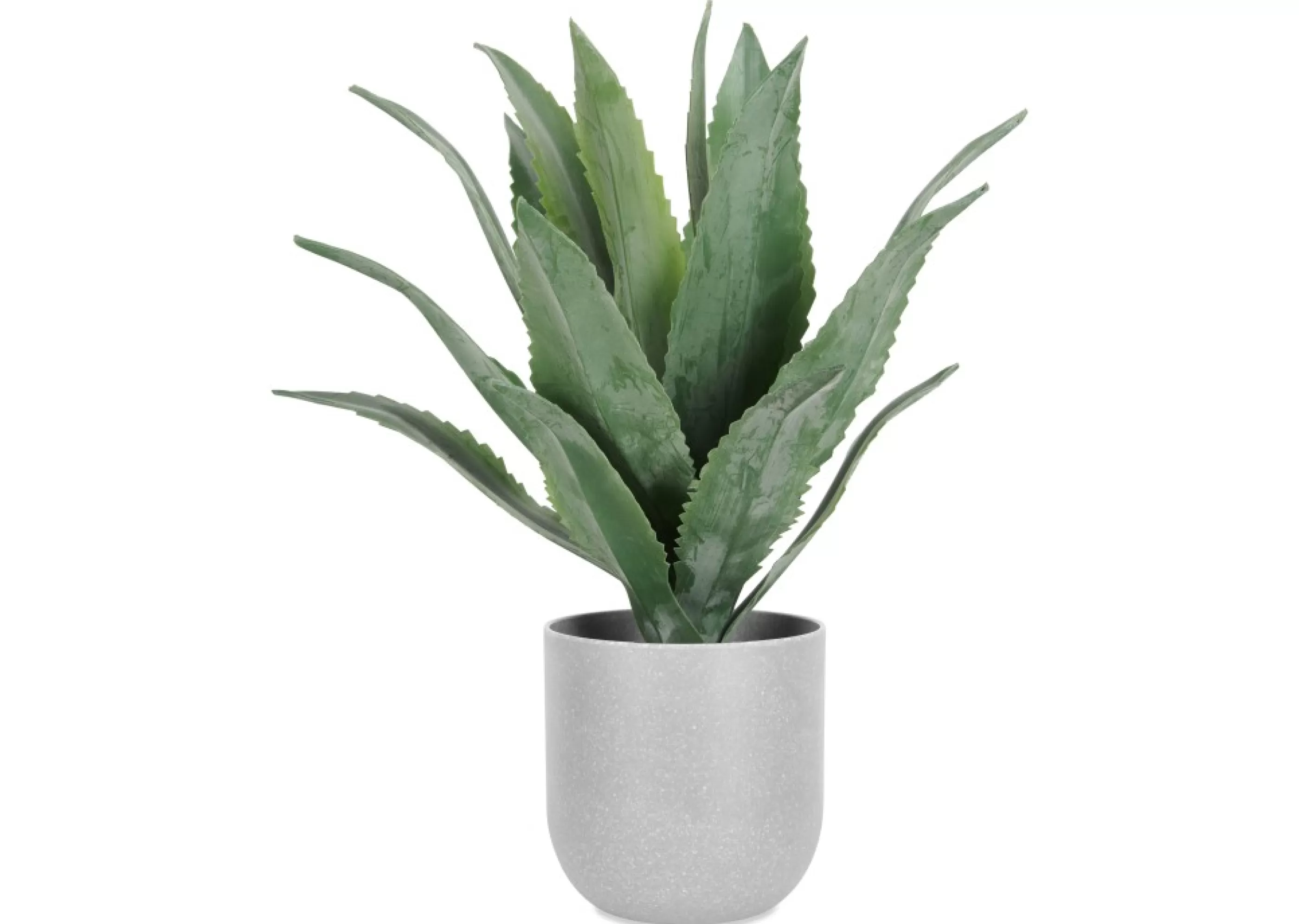 unavailable Blooms & Branches*Kani Agave Plant Potted