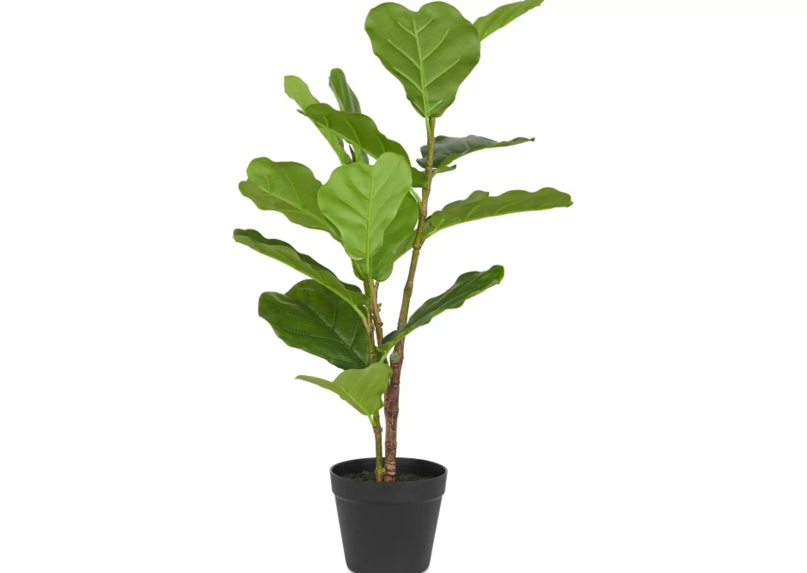 unavailable Blooms & Branches*Kani Fiddle Tree Small Potted