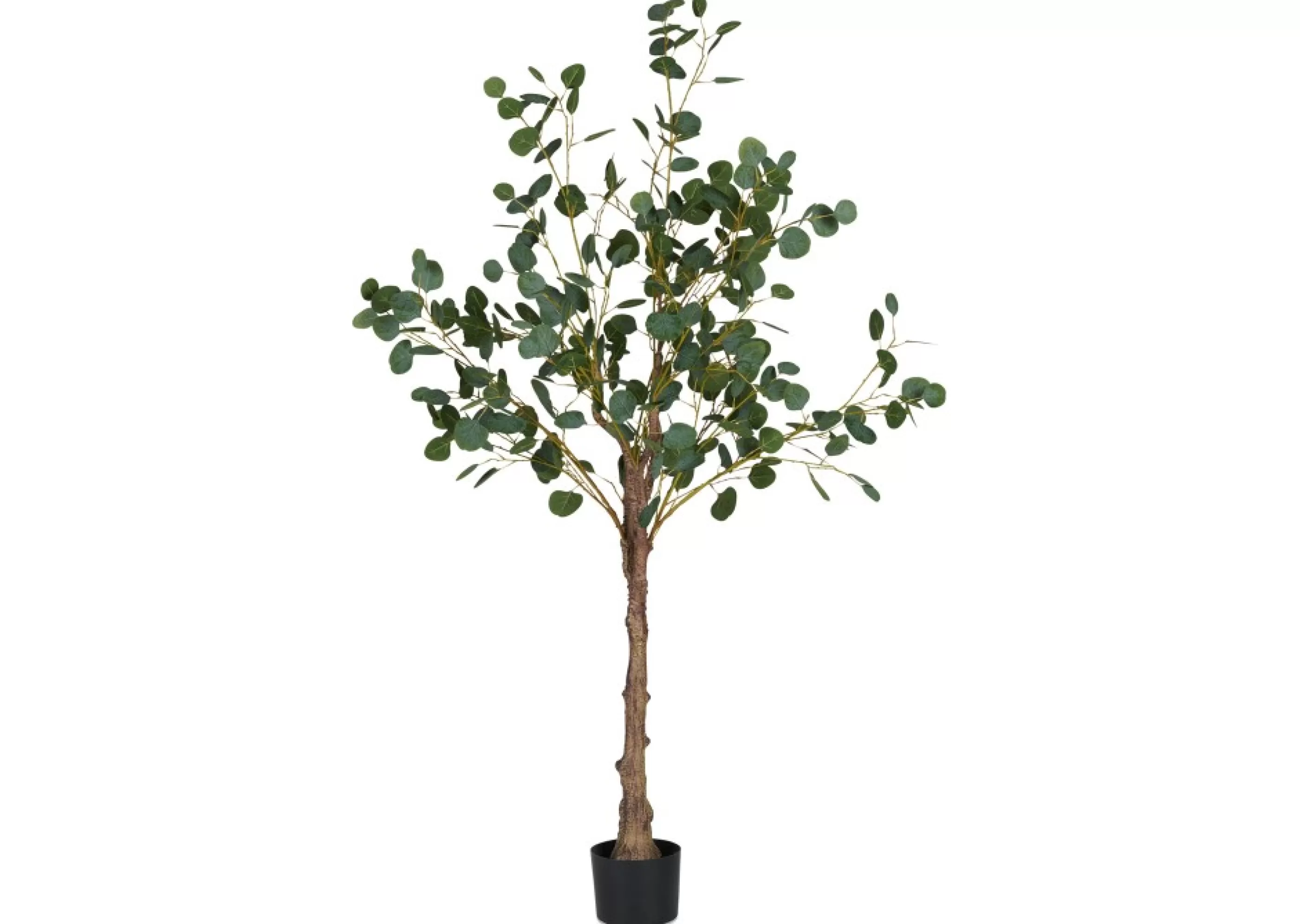 unavailable Blooms & Branches*Keimi Eucalyptus Tree Potted