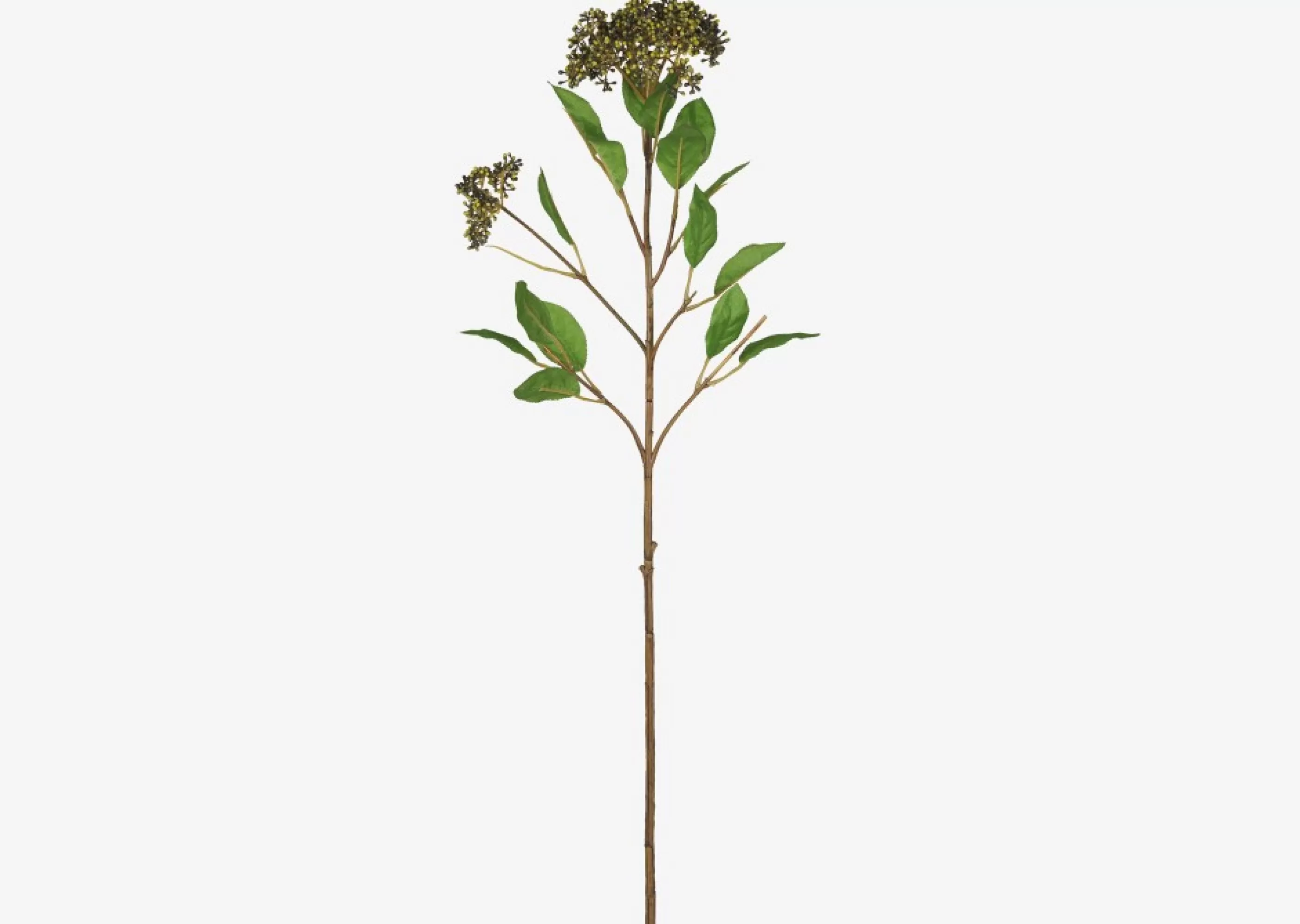 unavailable Blooms & Branches*Koen Viburnum Stem