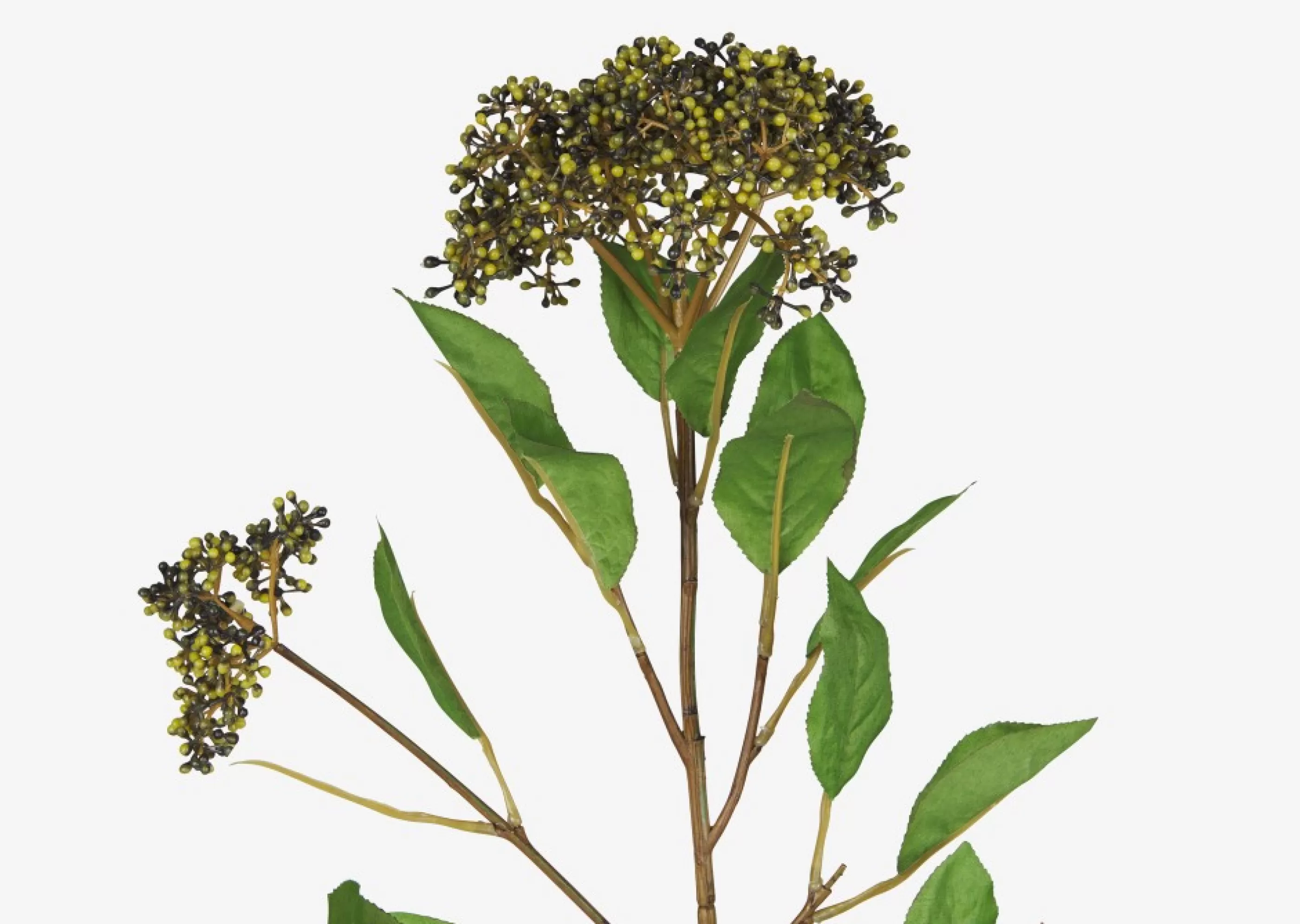 unavailable Blooms & Branches*Koen Viburnum Stem