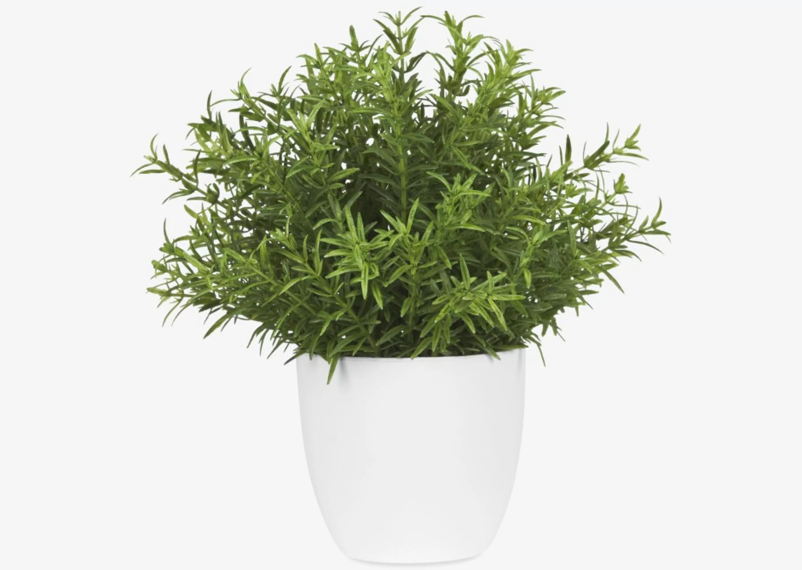 unavailable Blooms & Branches*Leesa Rosemary Potted