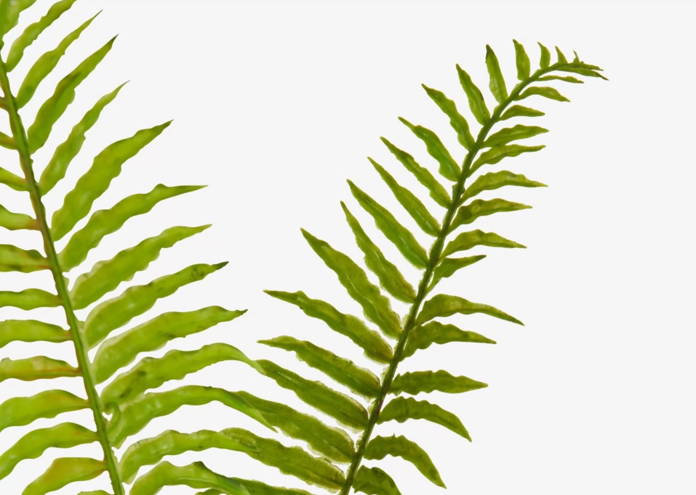 unavailable Blooms & Branches*Leni Bamboo Fern Branch