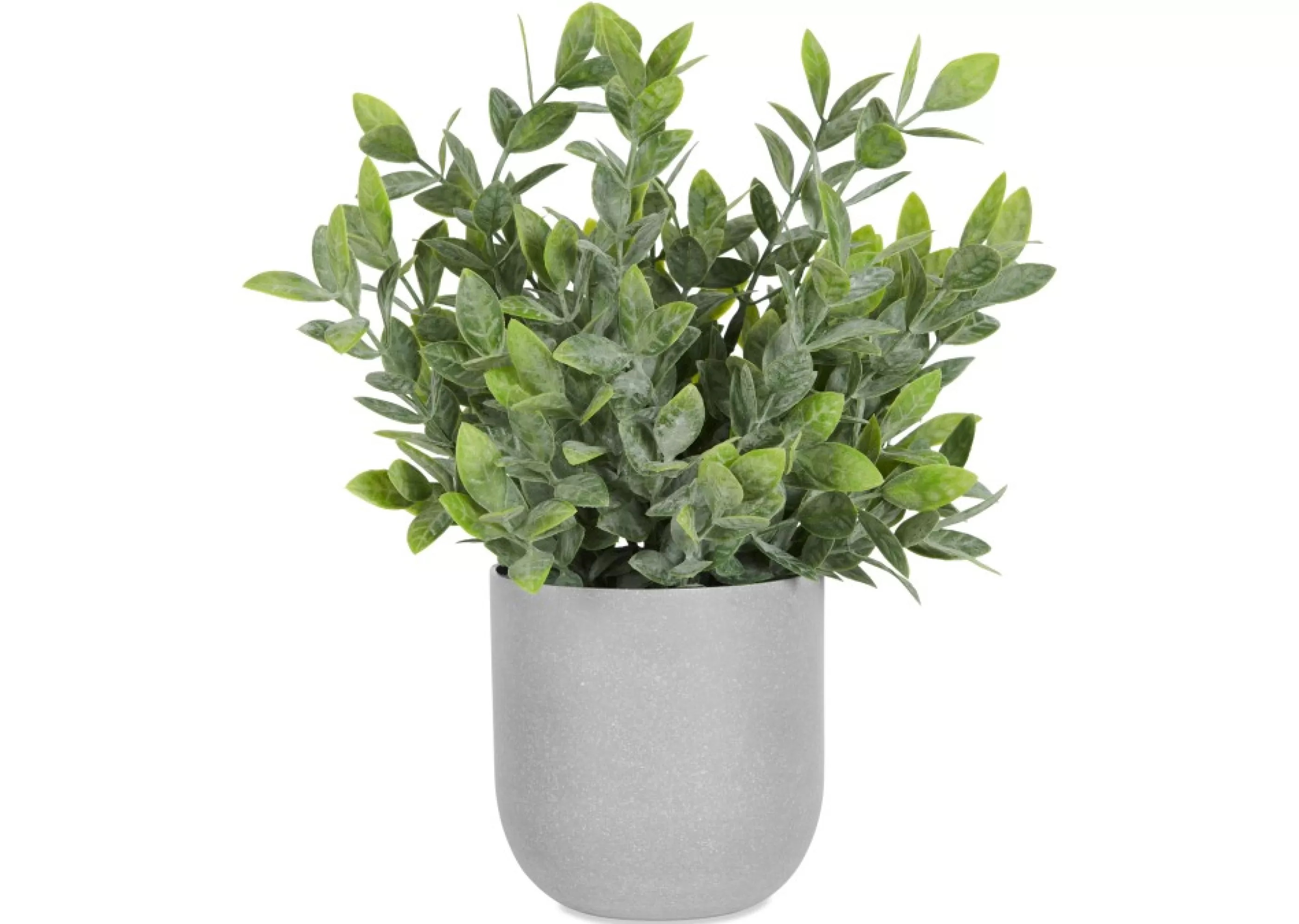 unavailable Blooms & Branches*Lidia Jasmine Plant Potted