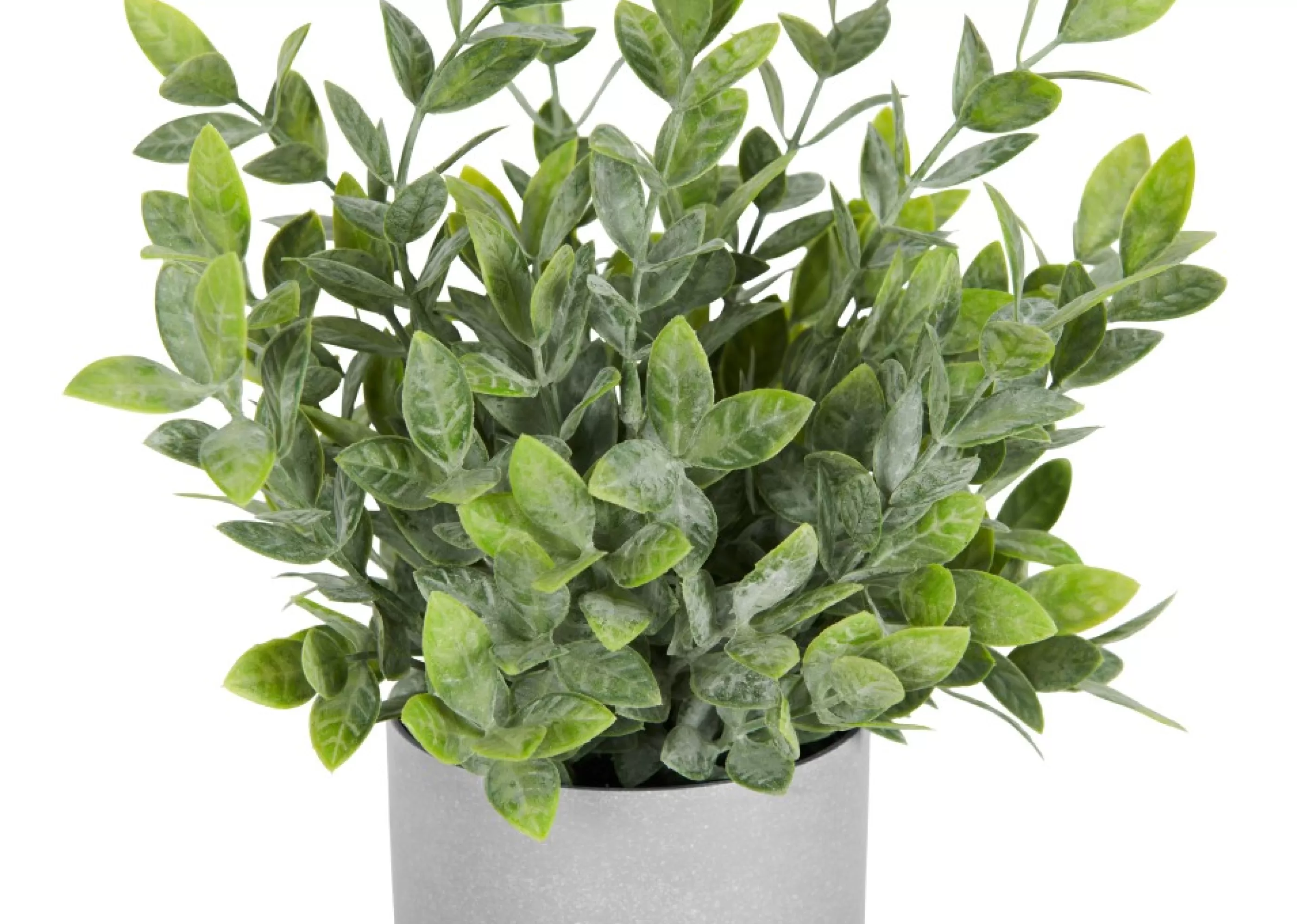 unavailable Blooms & Branches*Lidia Jasmine Plant Potted