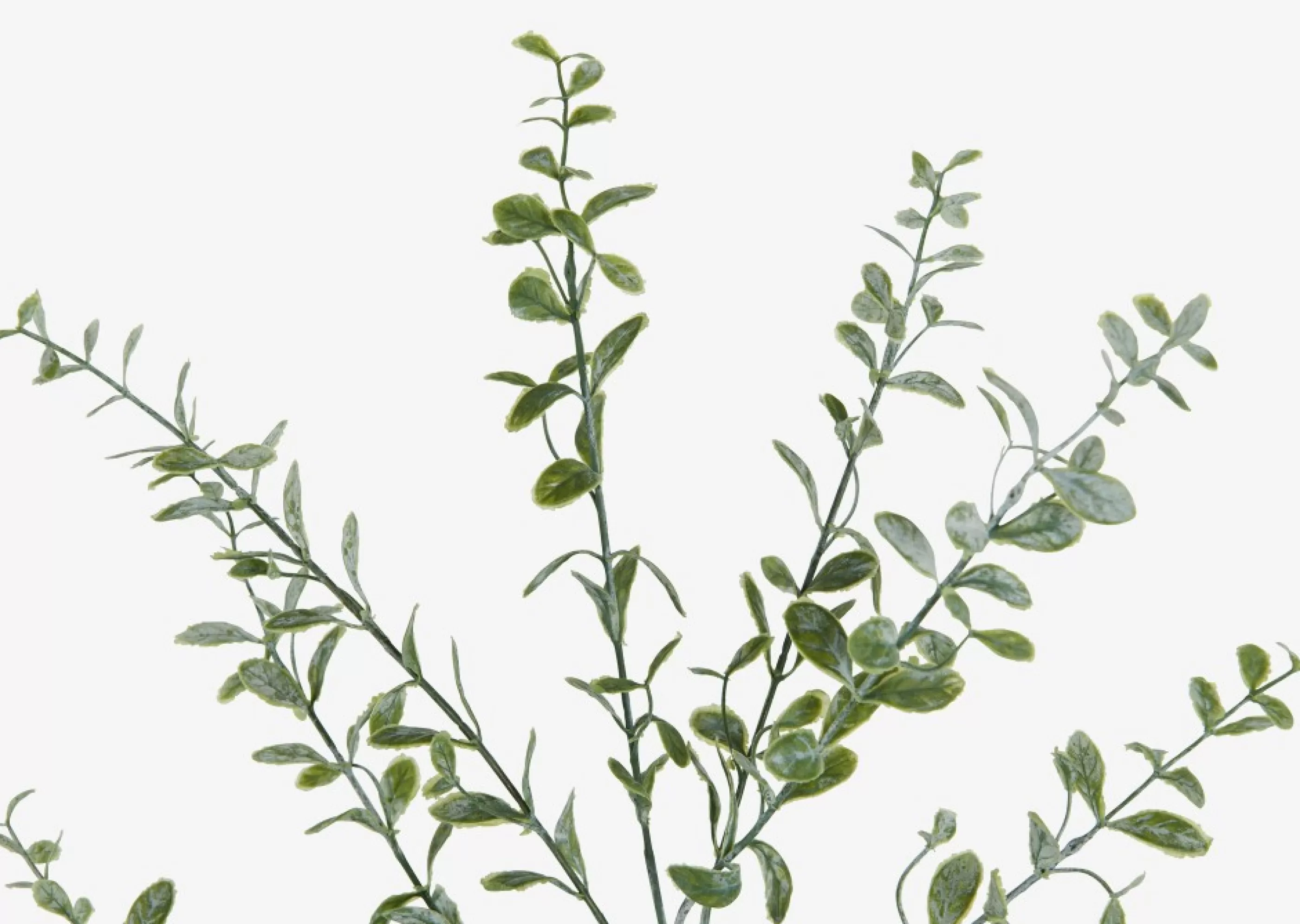 unavailable Blooms & Branches*Linnea Leaf Branch
