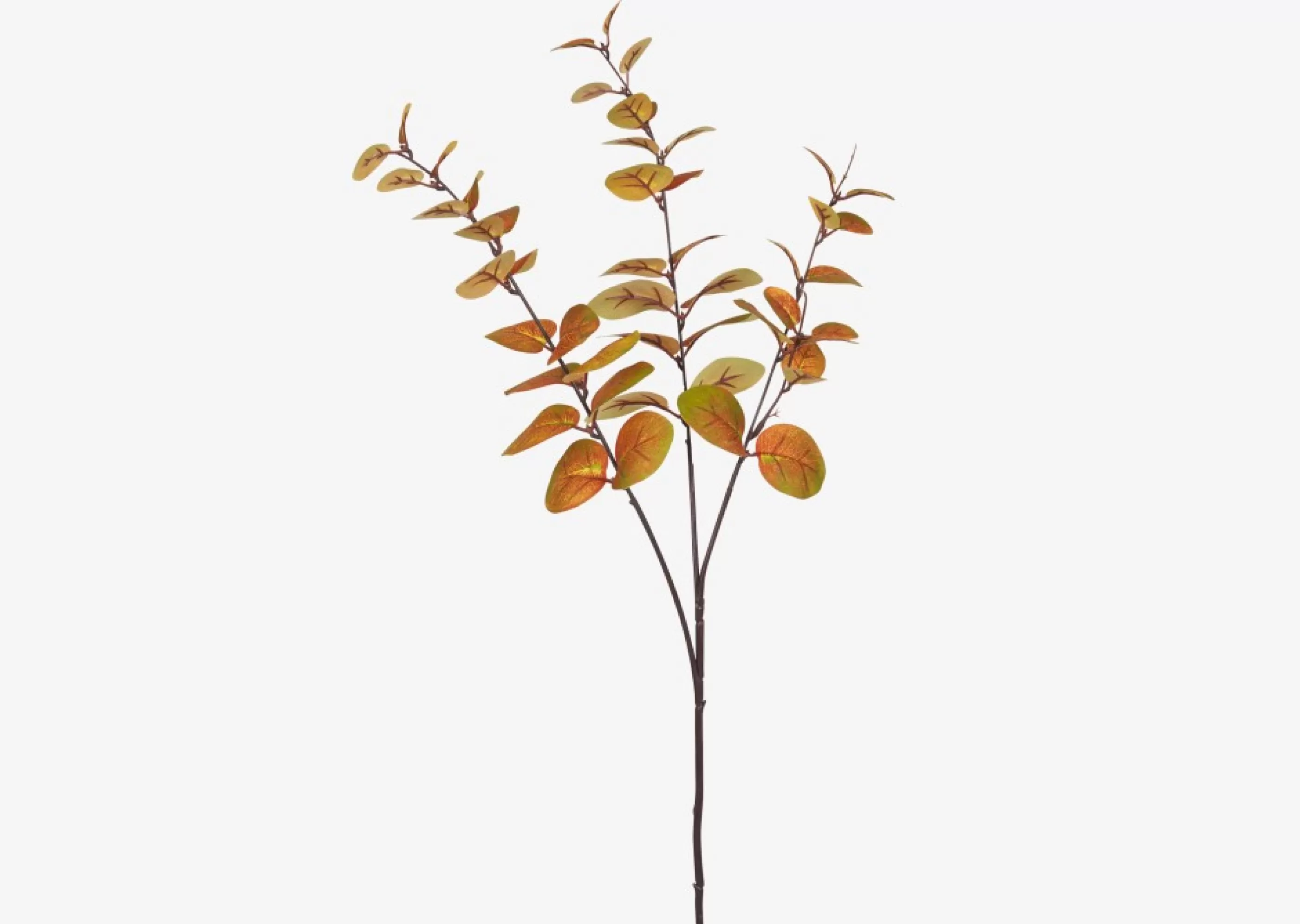 unavailable Blooms & Branches*Luis Eucalyptus Stem Caramel