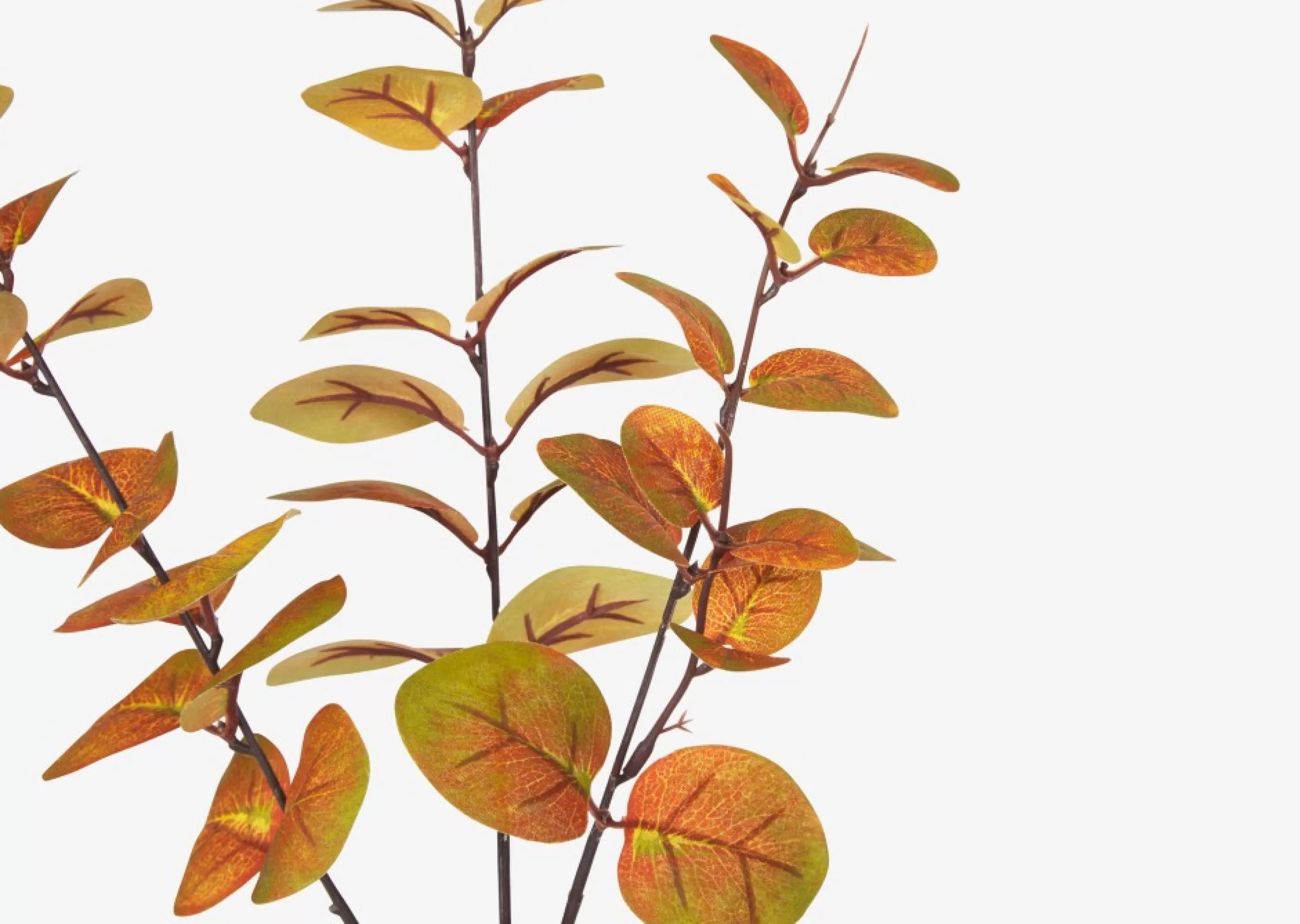 unavailable Blooms & Branches*Luis Eucalyptus Stem Caramel