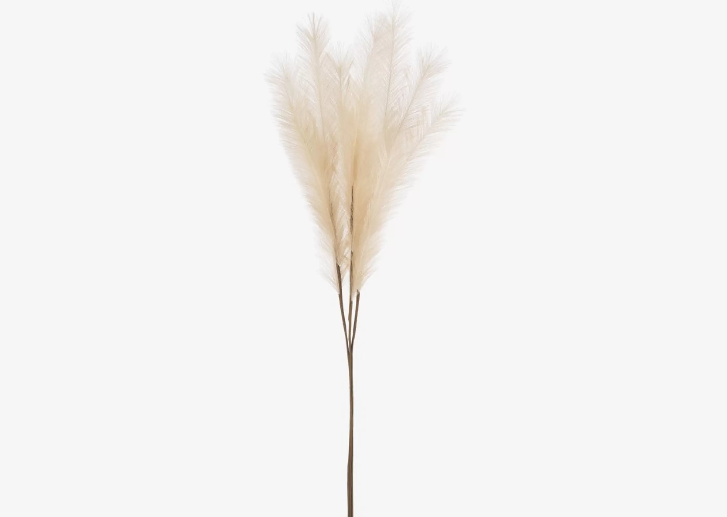 unavailable Blooms & Branches*Marianna Pampas Bunch