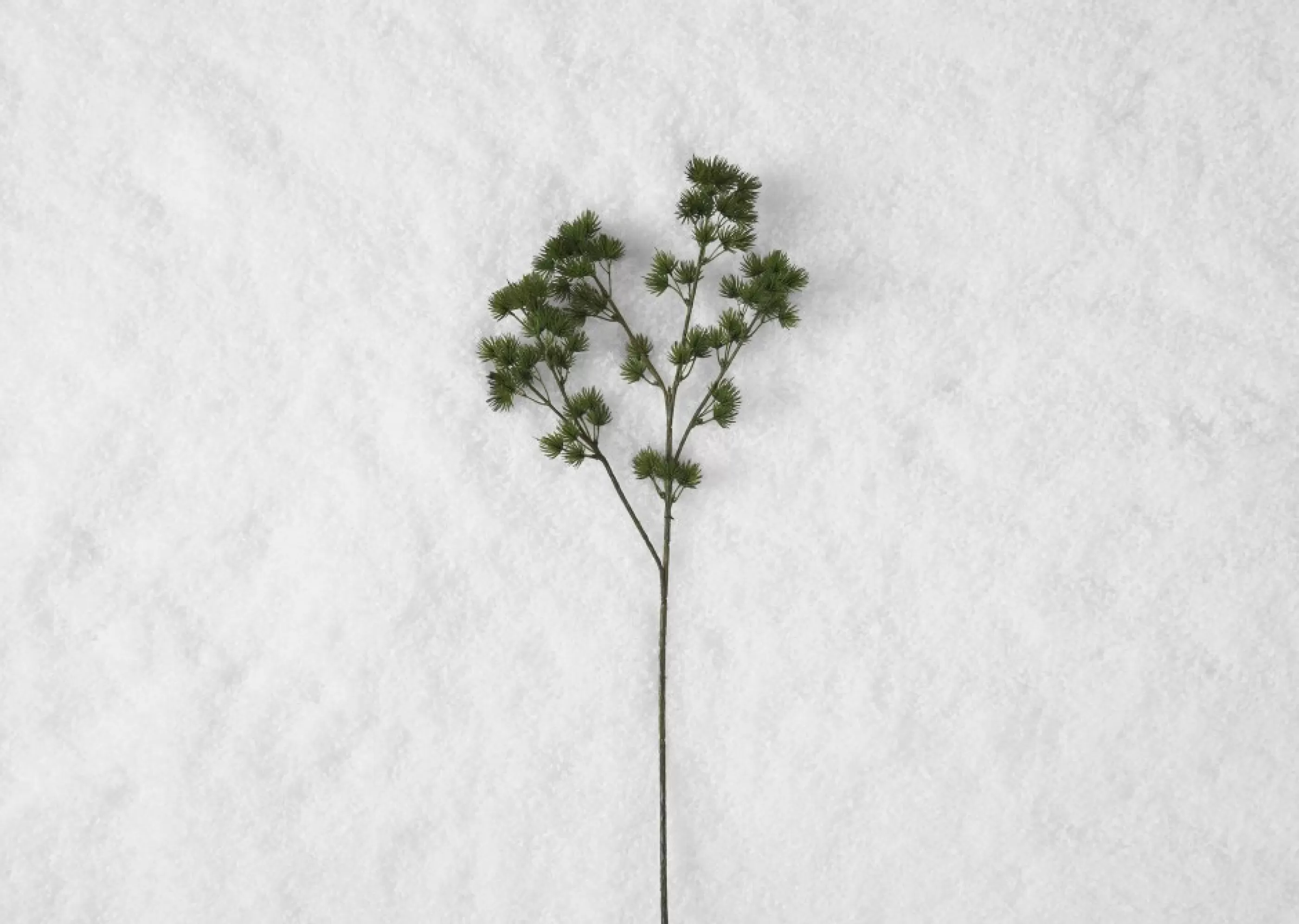 unavailable Blooms & Branches*Ming Fern Branch