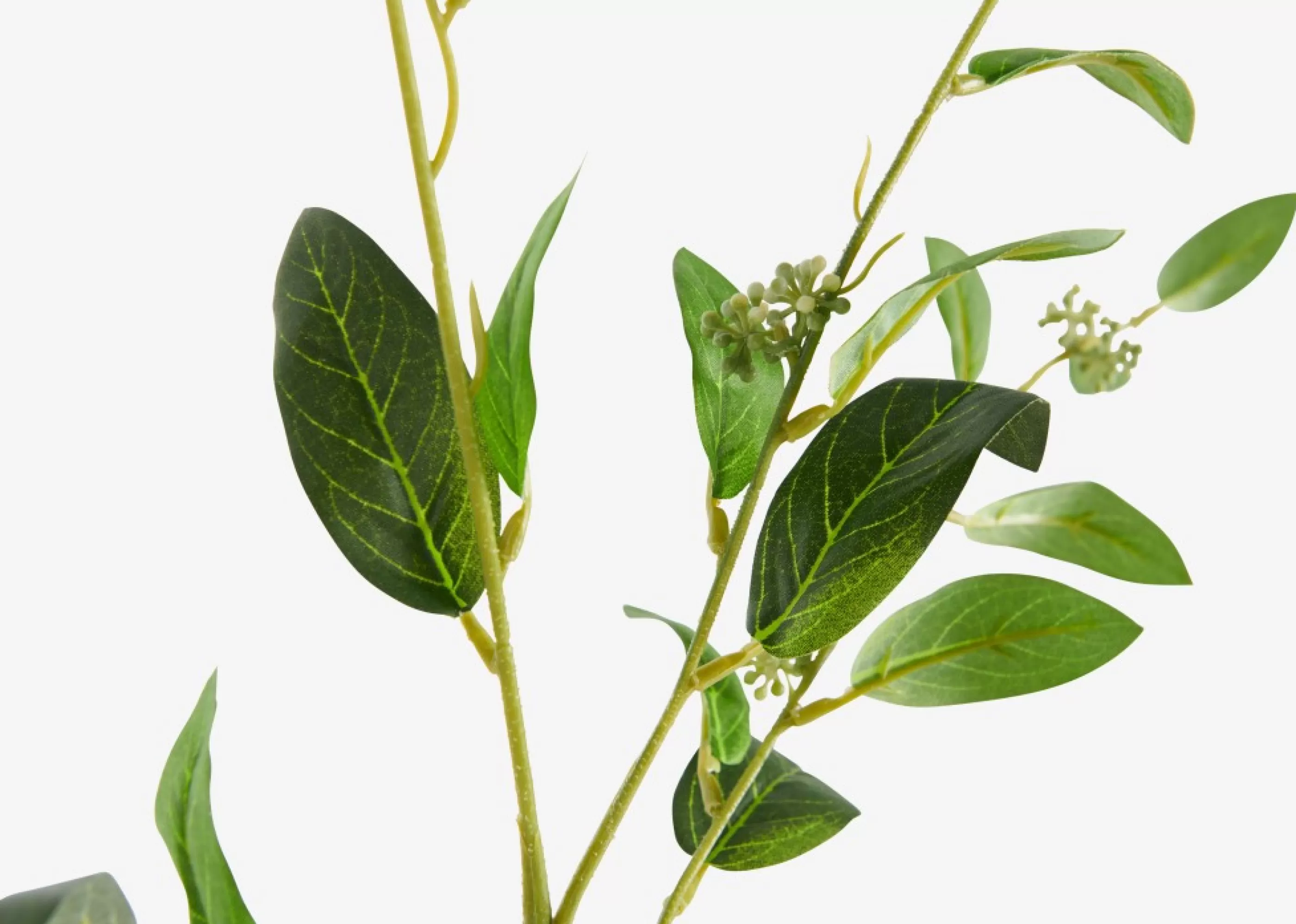 unavailable Blooms & Branches*Olga Seeded Eucalyptus Branch