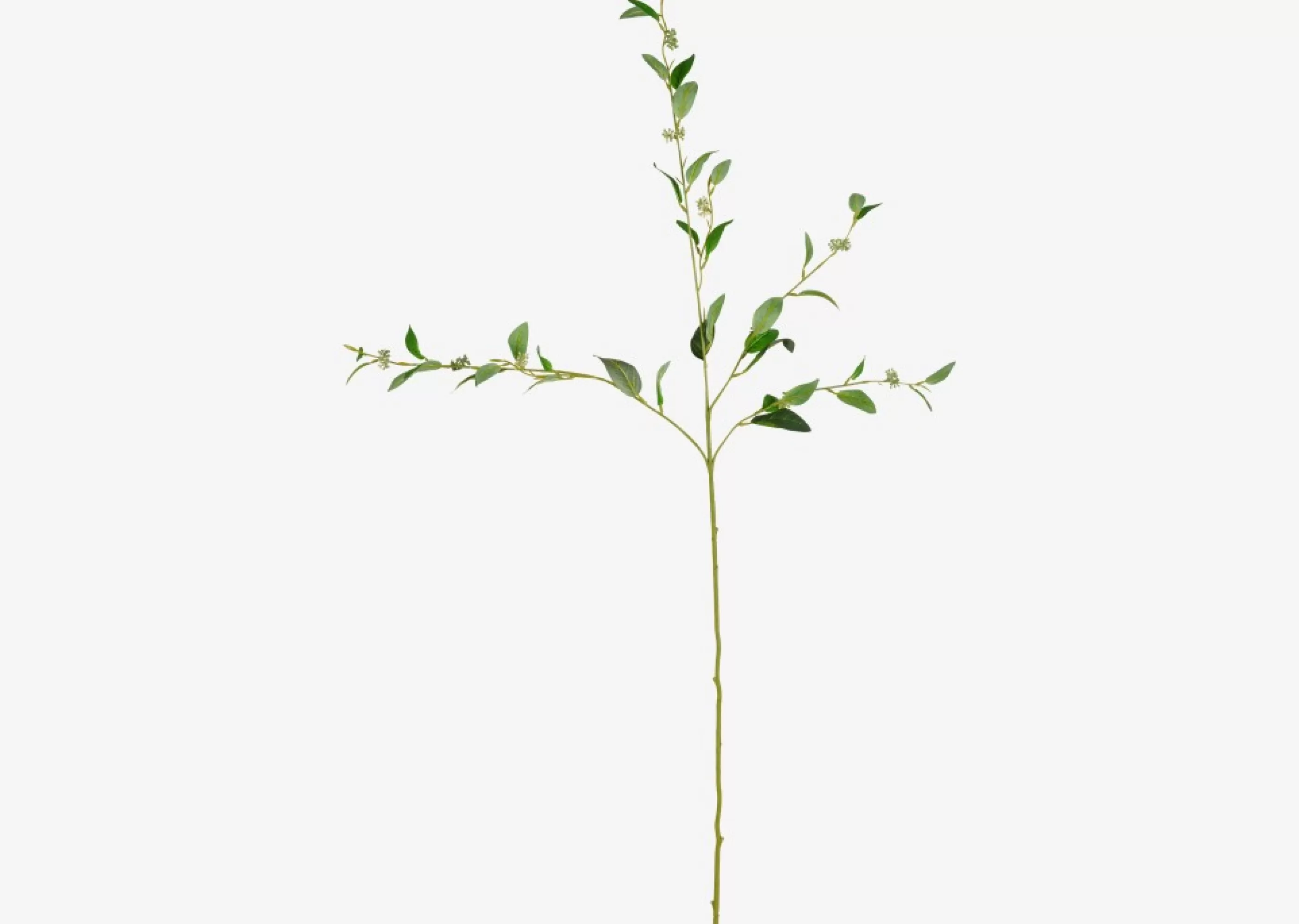 unavailable Blooms & Branches*Olga Seeded Eucalyptus Branch