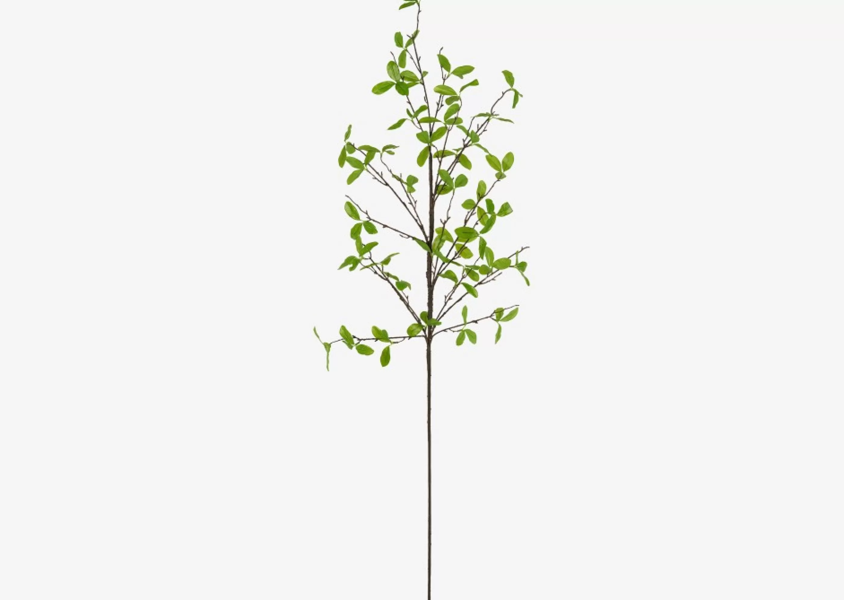 unavailable Blooms & Branches*Privet Leaf Branch