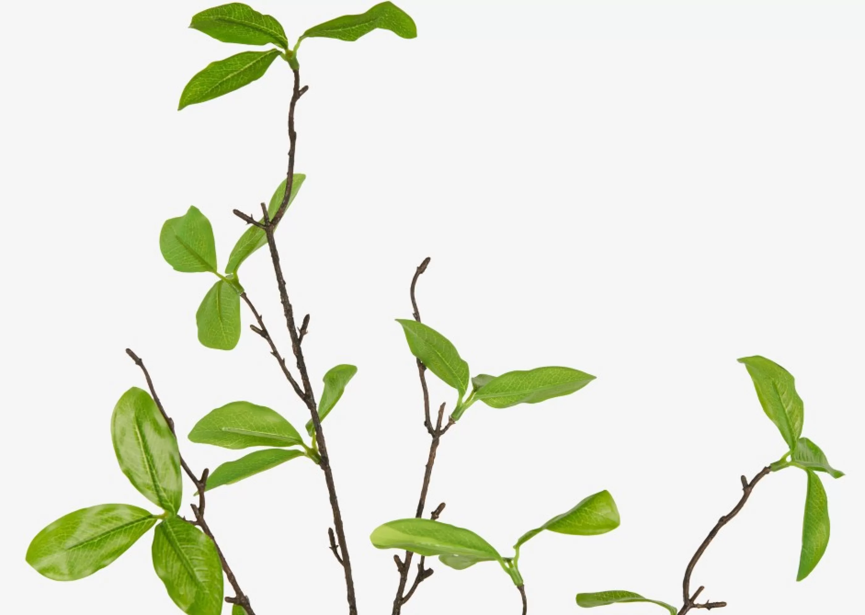 unavailable Blooms & Branches*Privet Leaf Branch