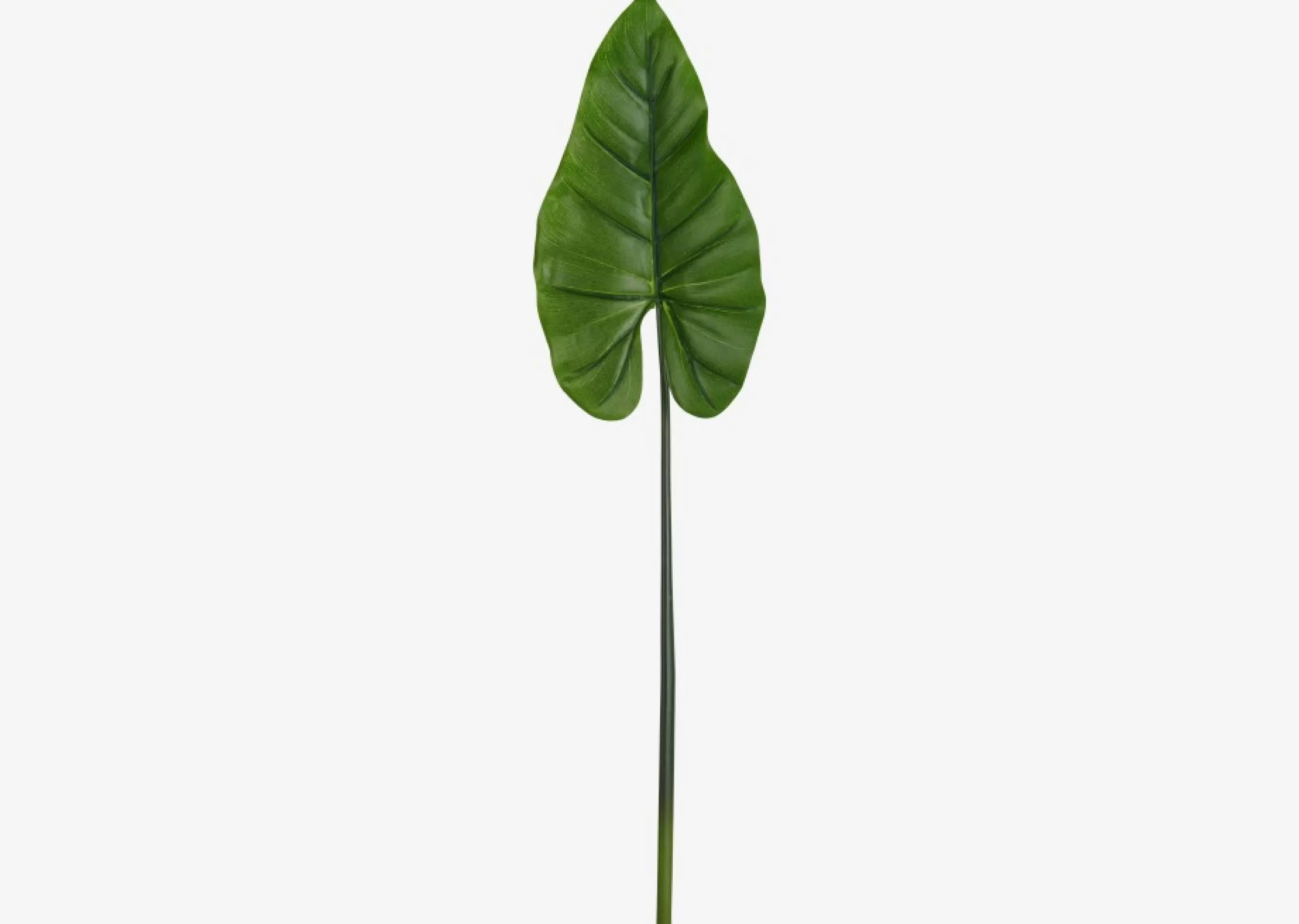 unavailable Blooms & Branches*Roca Elephant Ear Leaf Stem