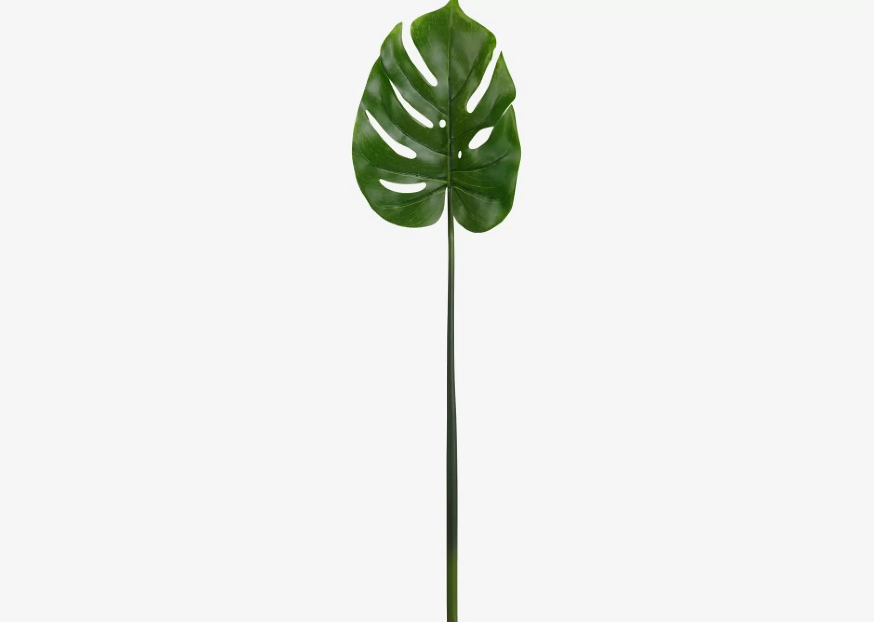 unavailable Blooms & Branches*Roca Philo Leaf Stem