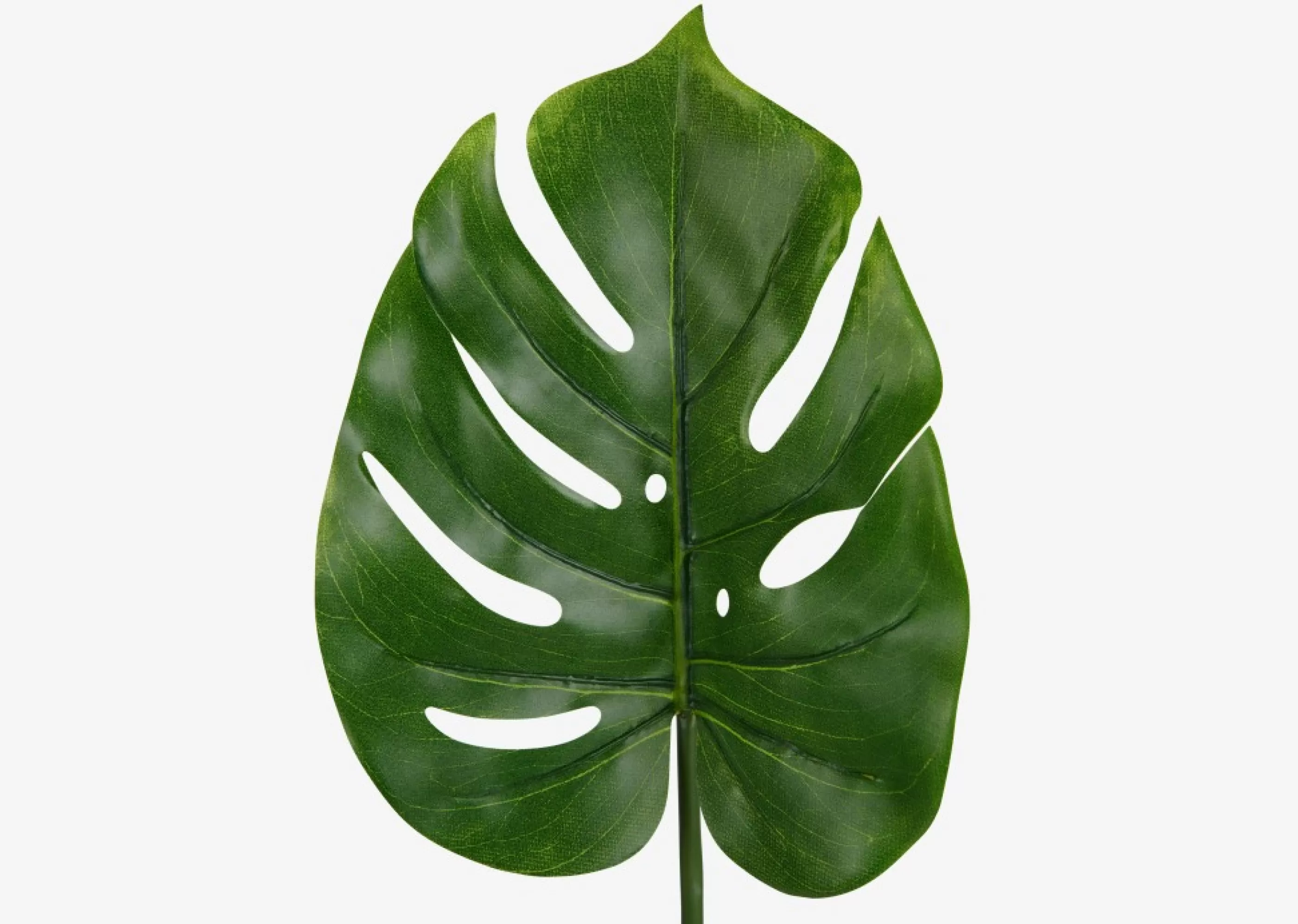 unavailable Blooms & Branches*Roca Philo Leaf Stem