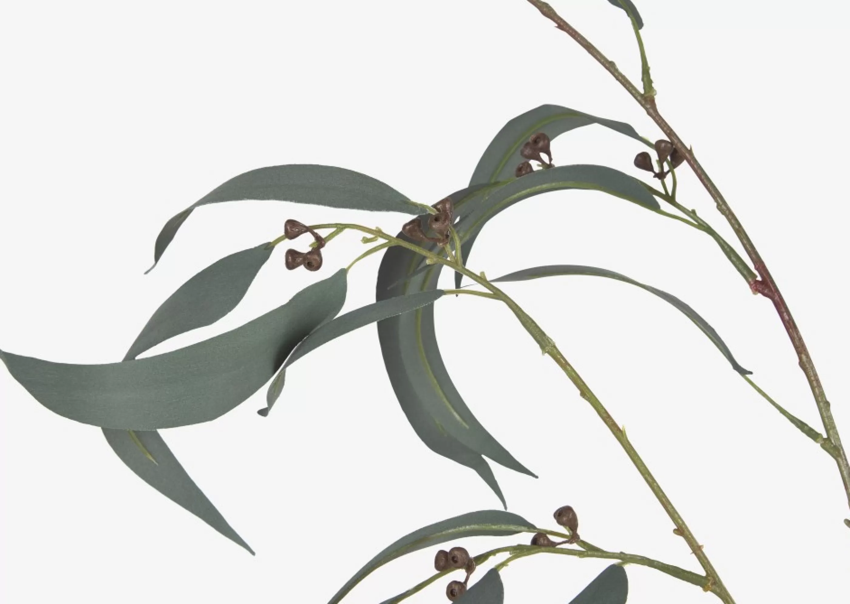 unavailable Blooms & Branches*Shay Gumnut Leaf Branch