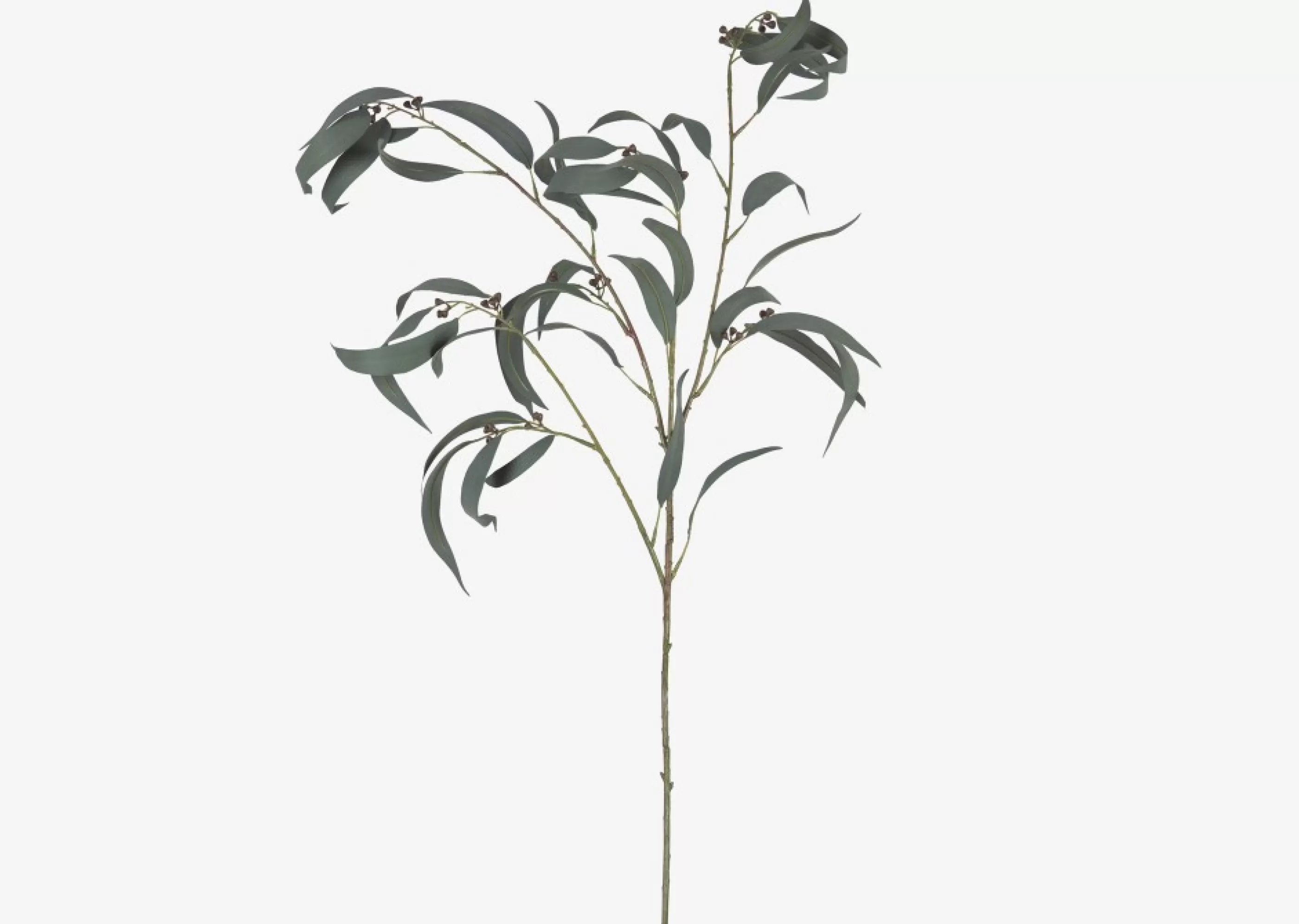 unavailable Blooms & Branches*Shay Gumnut Leaf Branch