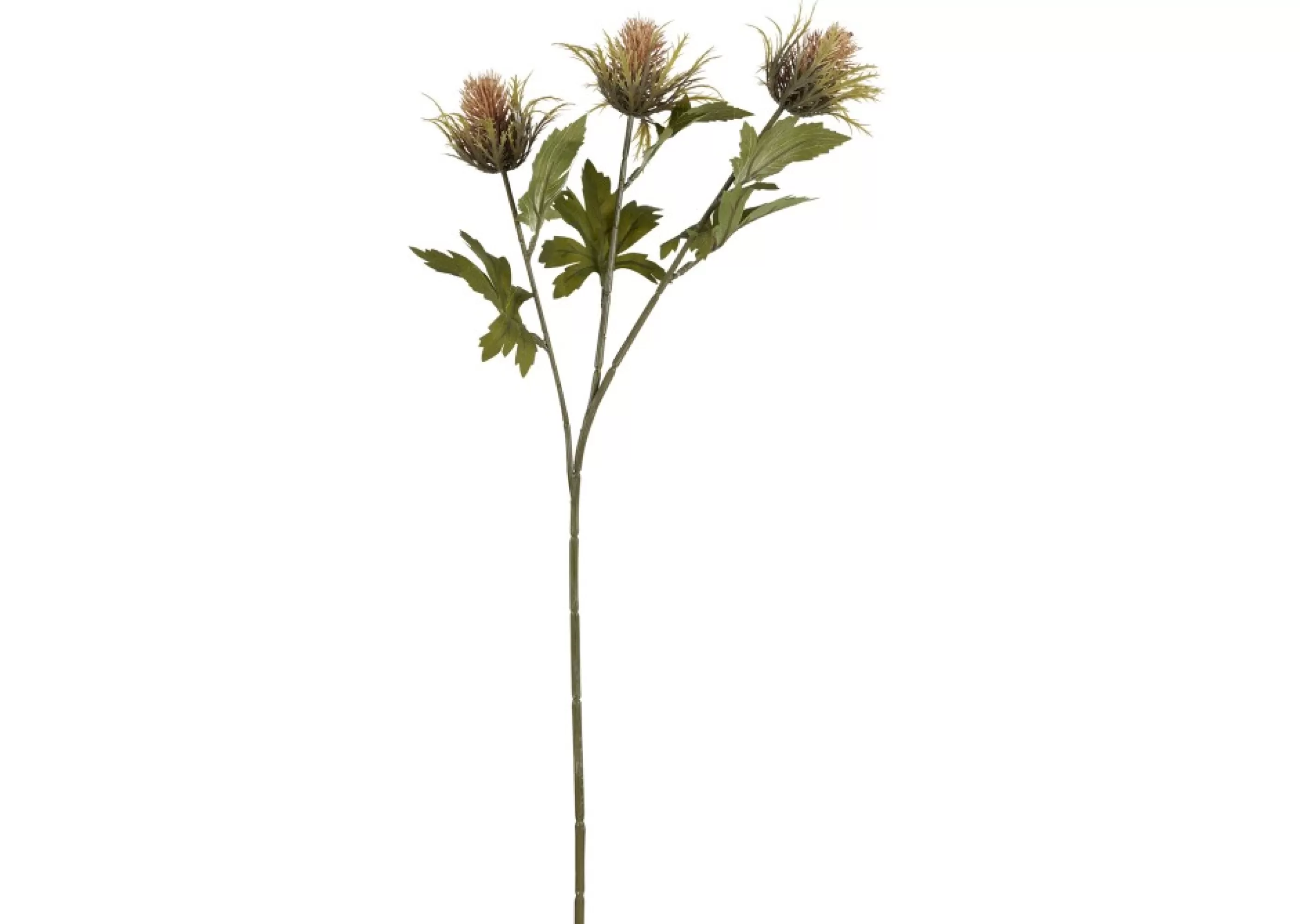 unavailable Blooms & Branches*Thorne Teasel Branch