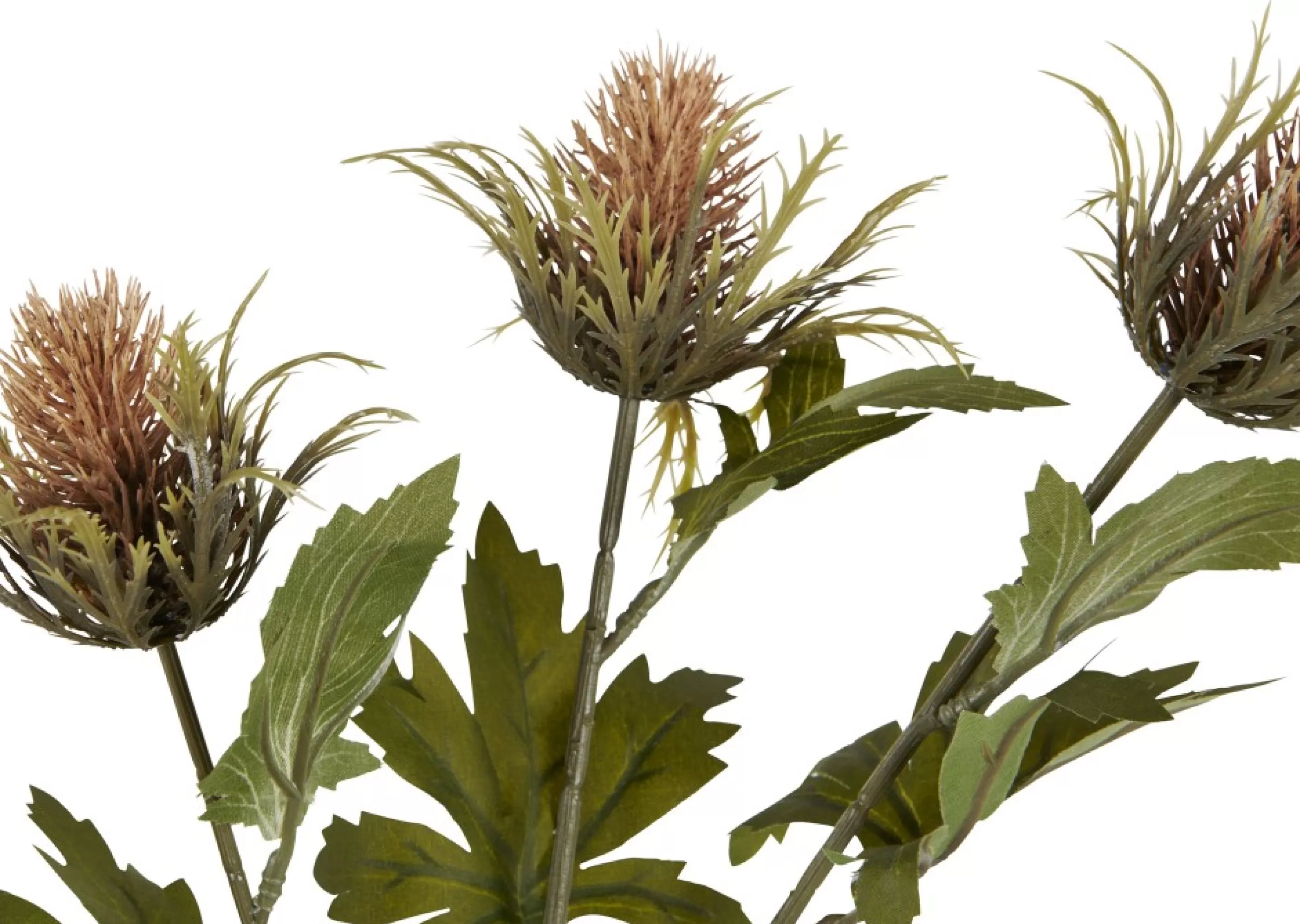 unavailable Blooms & Branches*Thorne Teasel Branch