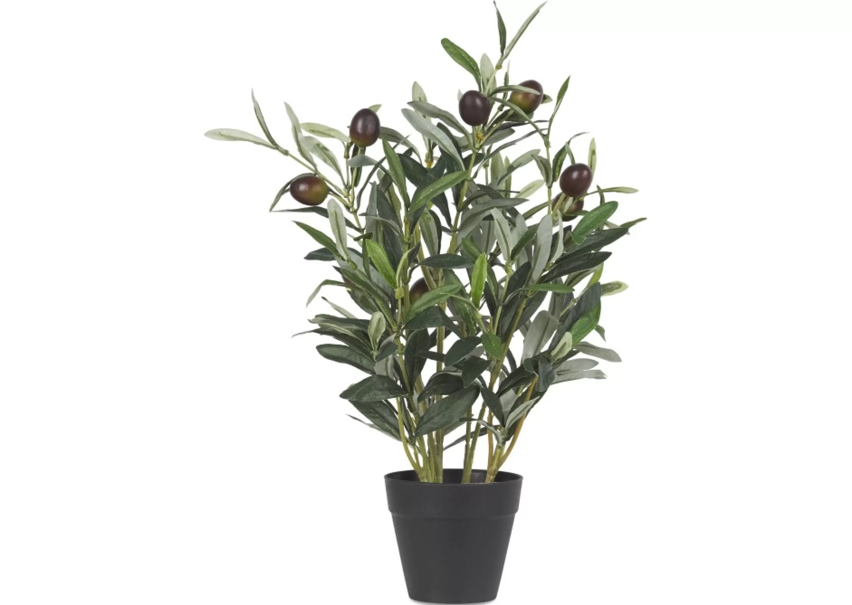 unavailable Blooms & Branches*Tristin Olive Bush Potted