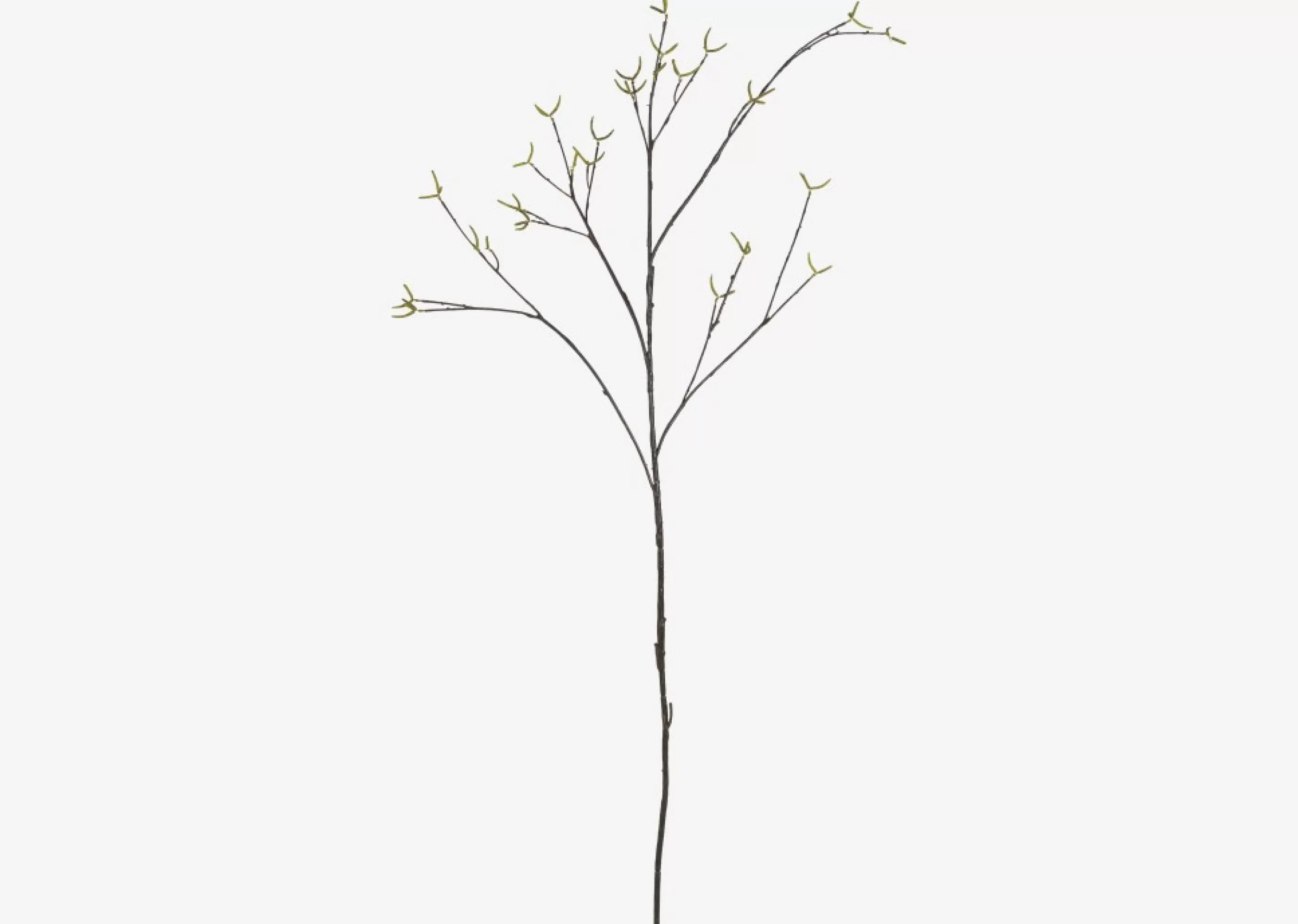 unavailable Blooms & Branches*Truitt Seeded Willow Branch