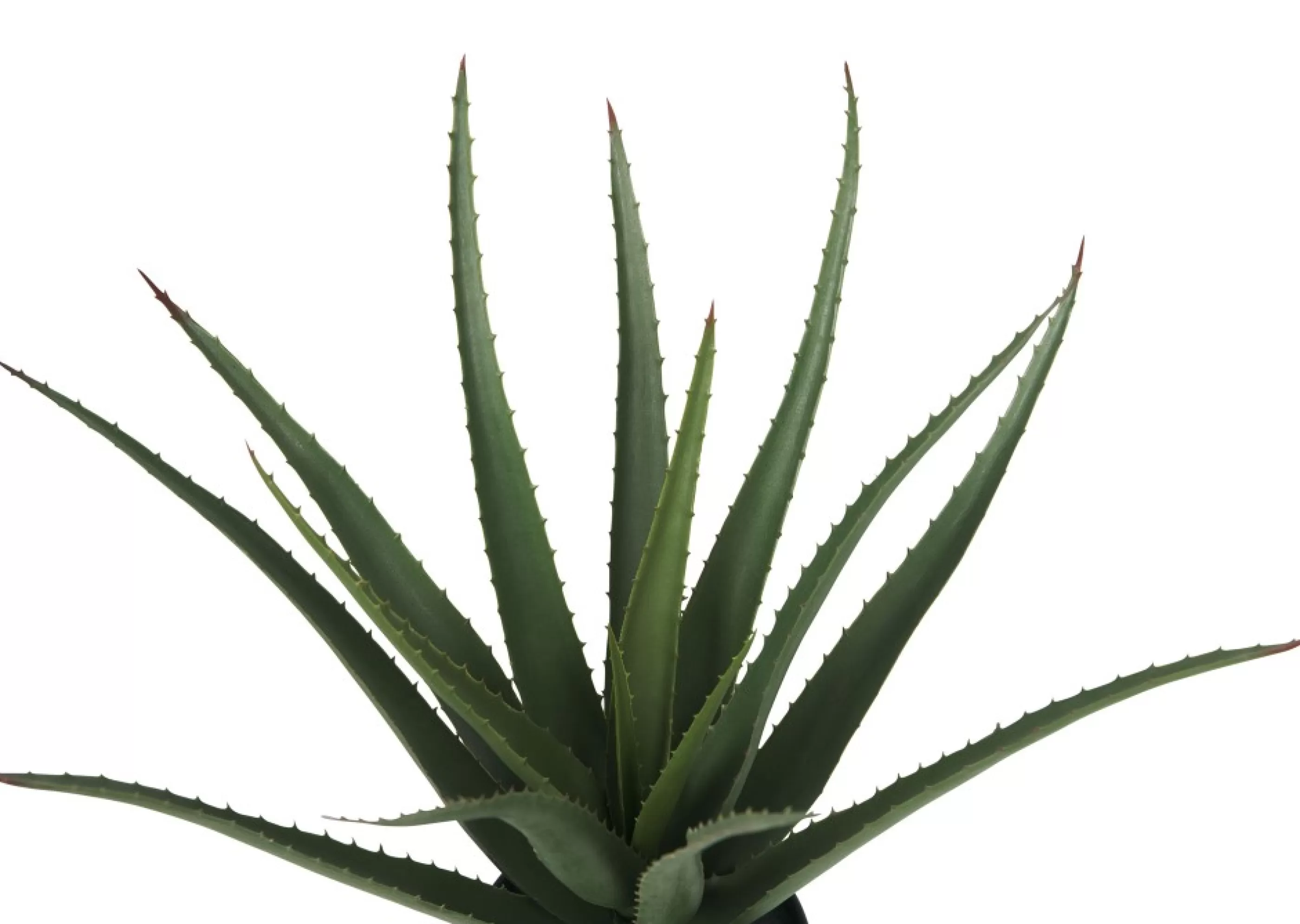 unavailable Blooms & Branches*Valli Aloe Plant Potted
