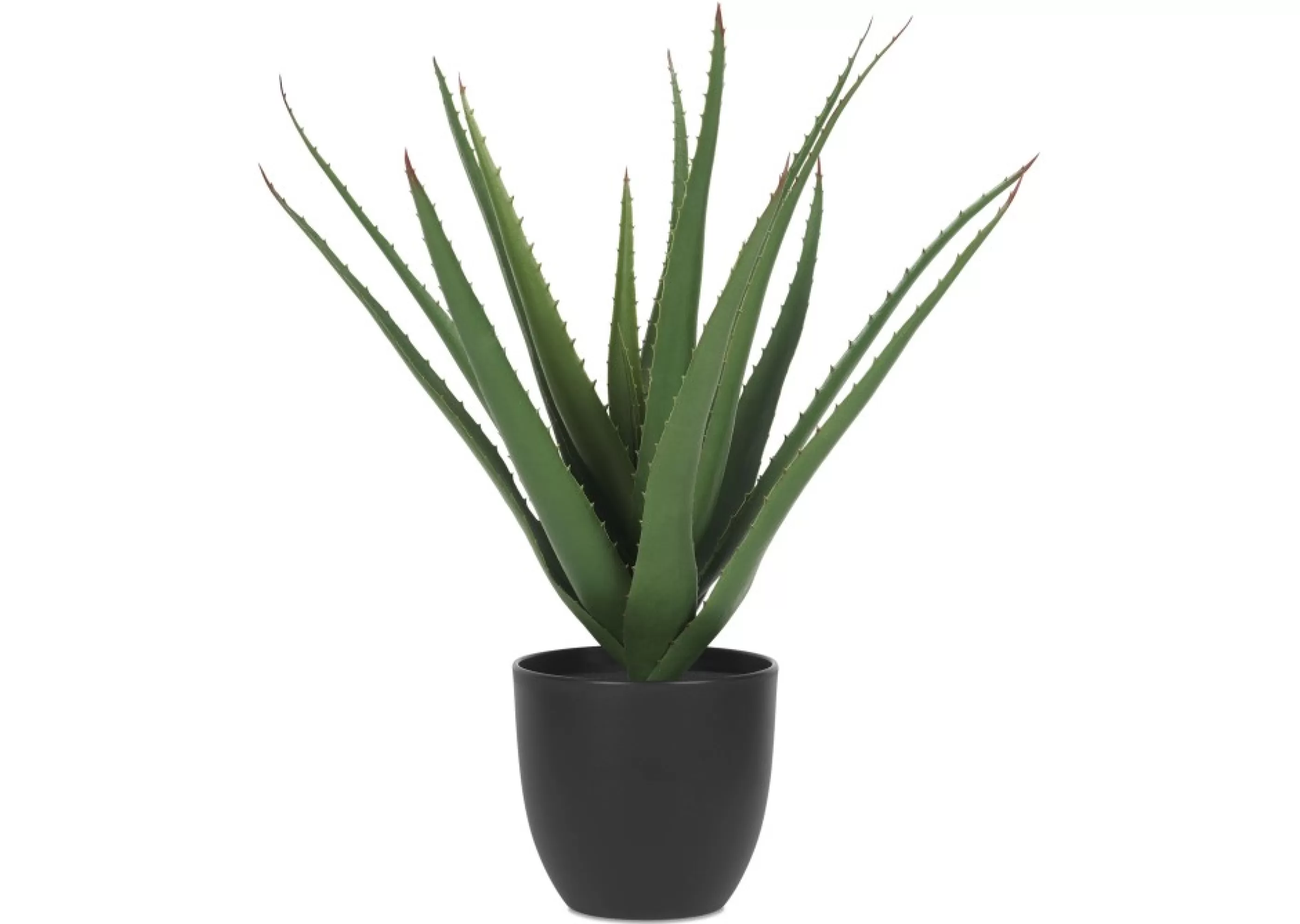 unavailable Blooms & Branches*Valli Aloe Plant Potted