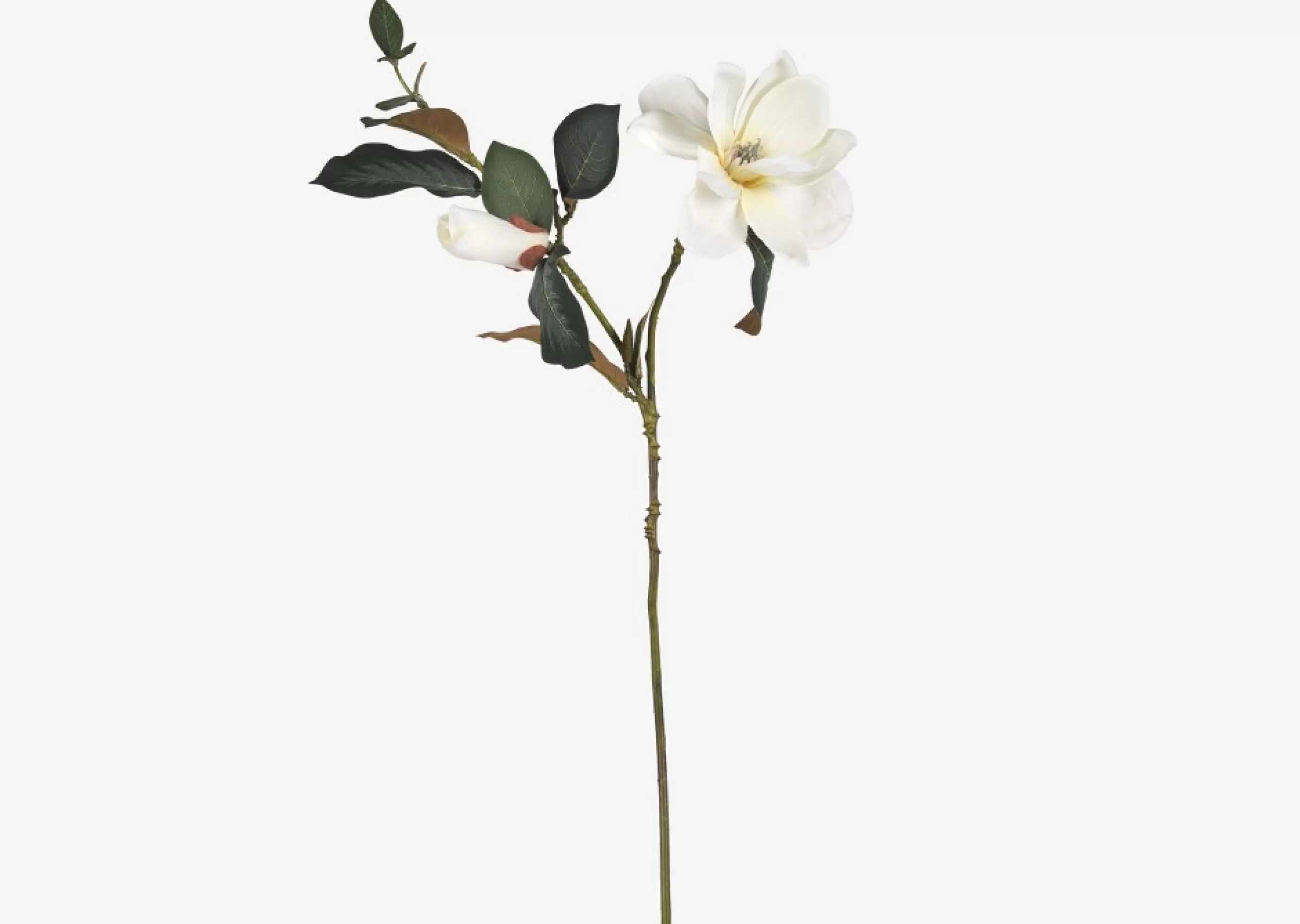 unavailable Blooms & Branches*Wess Magnolia Stem