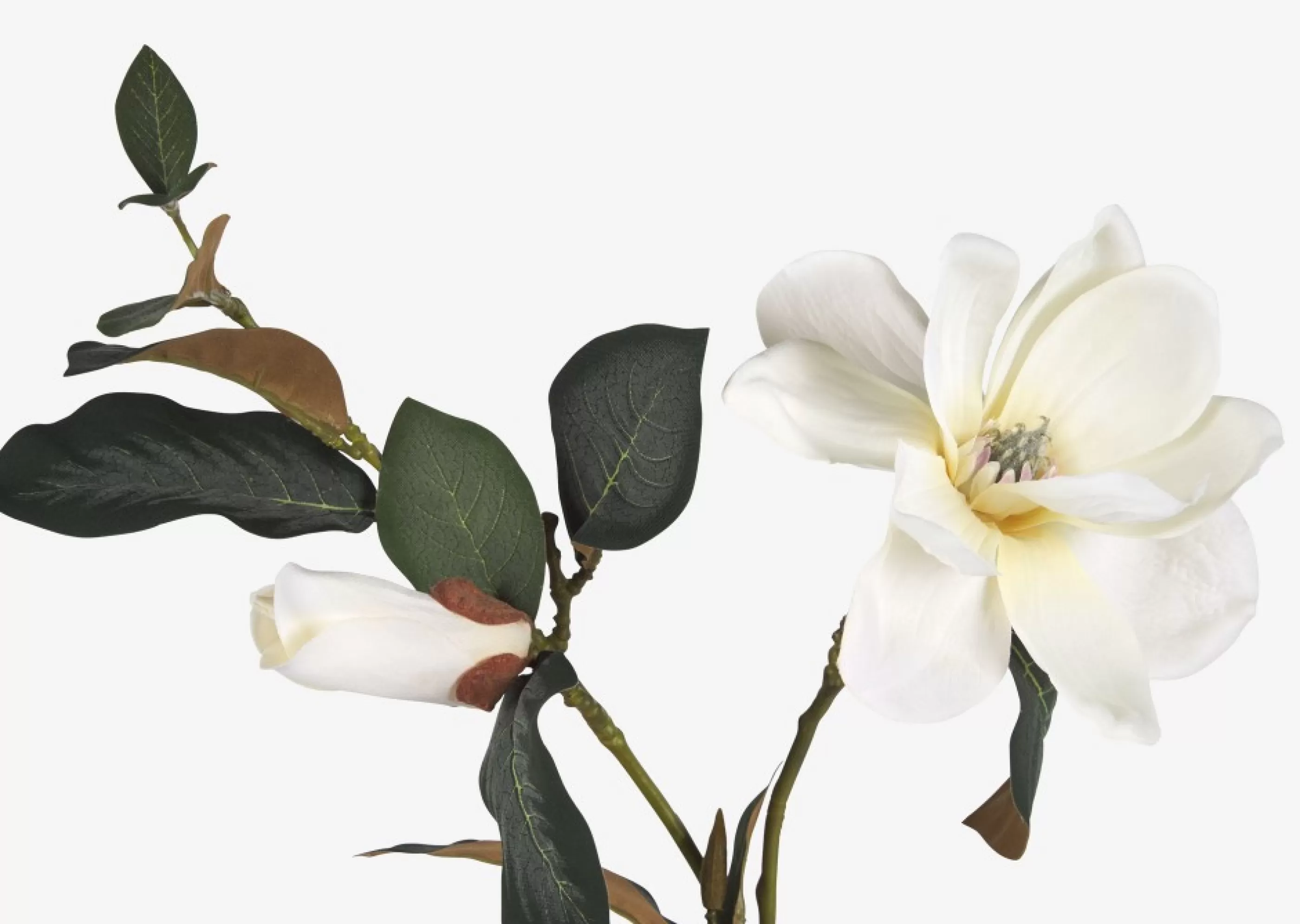 unavailable Blooms & Branches*Wess Magnolia Stem