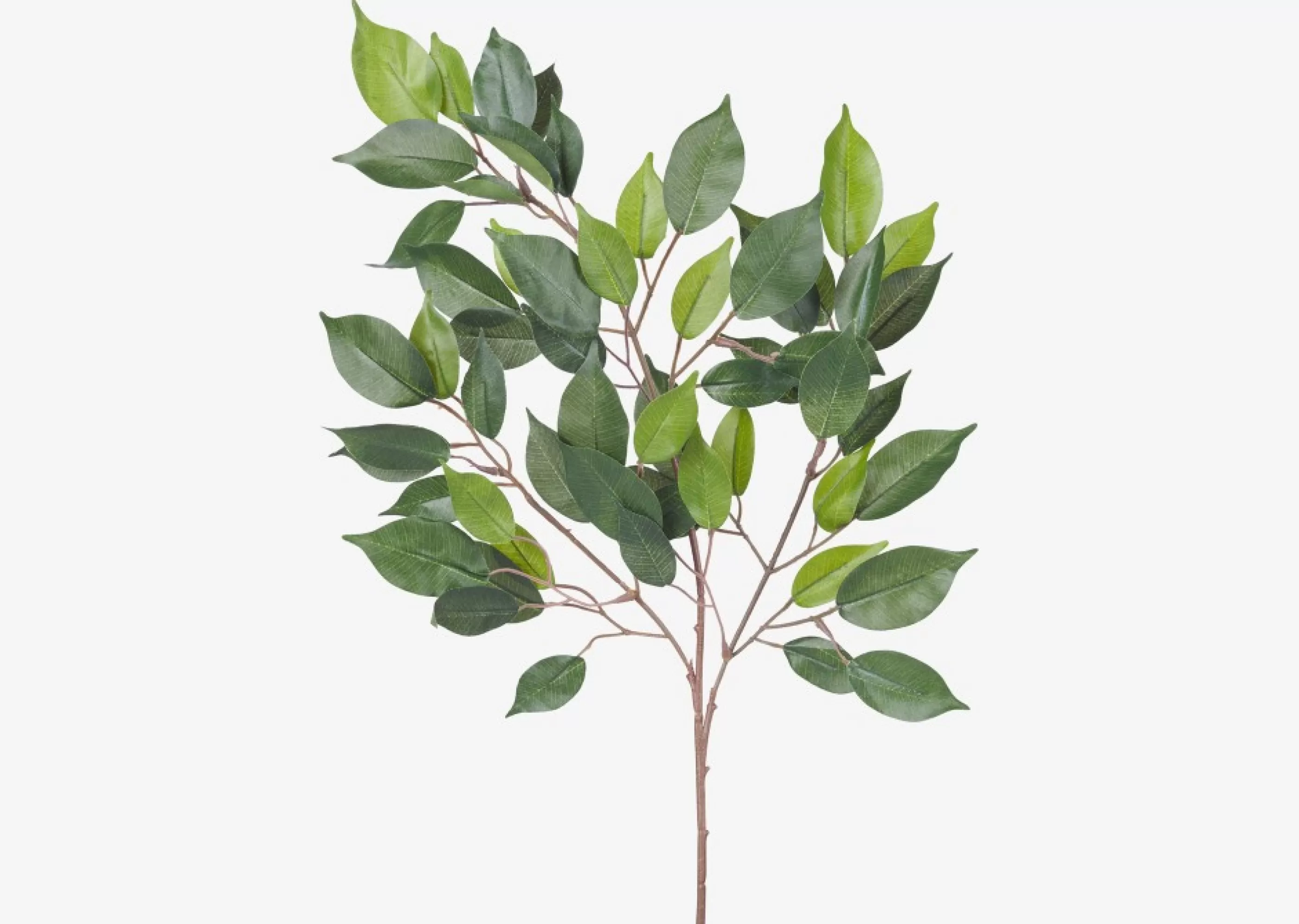 unavailable Blooms & Branches*Wilda Ficus Branch