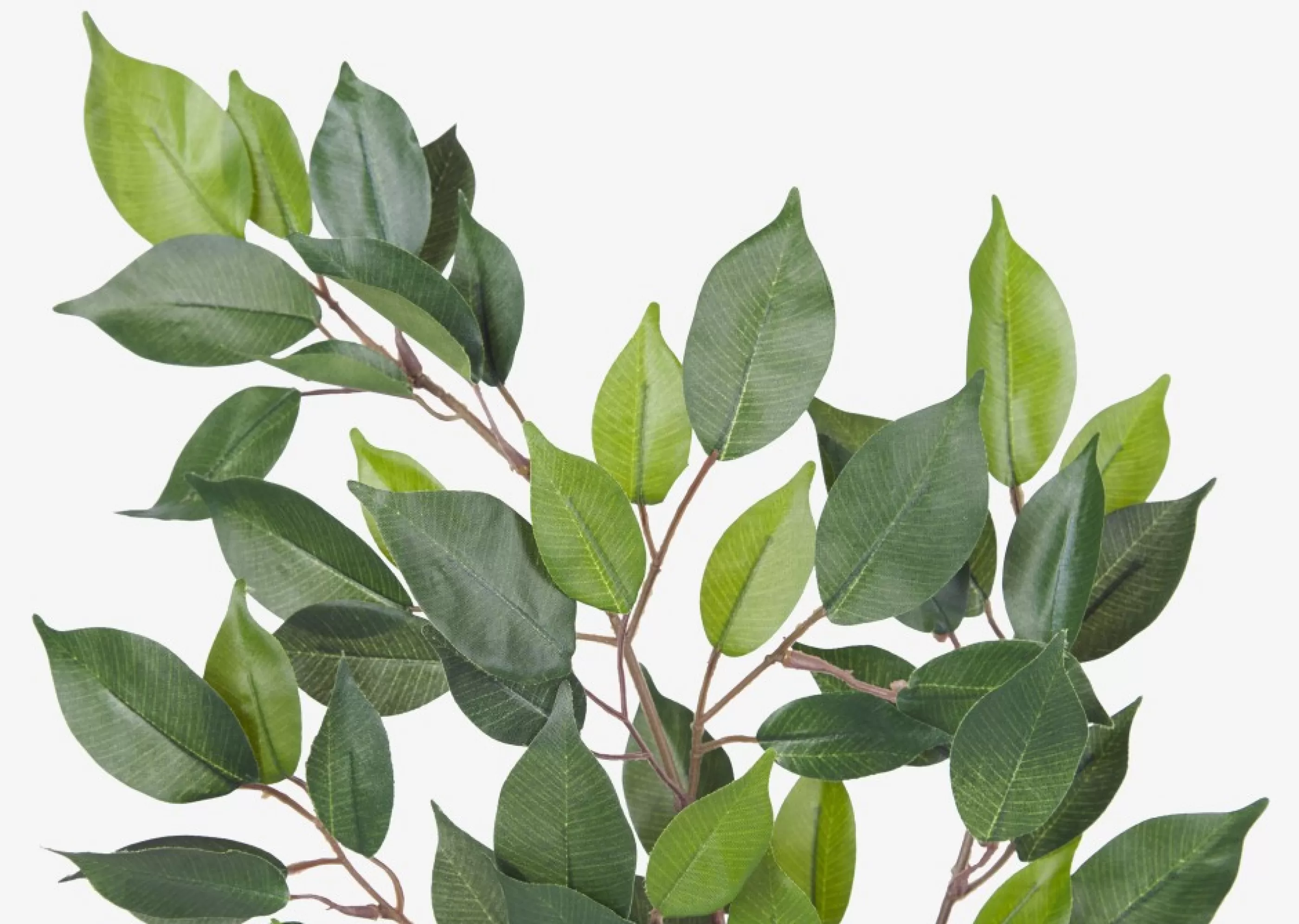 unavailable Blooms & Branches*Wilda Ficus Branch