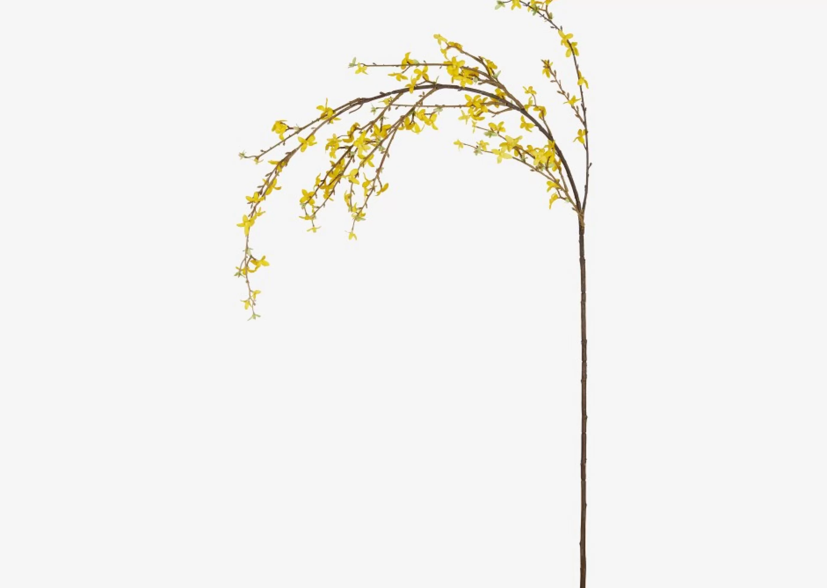 unavailable Blooms & Branches*Yuri Forsythia Branch